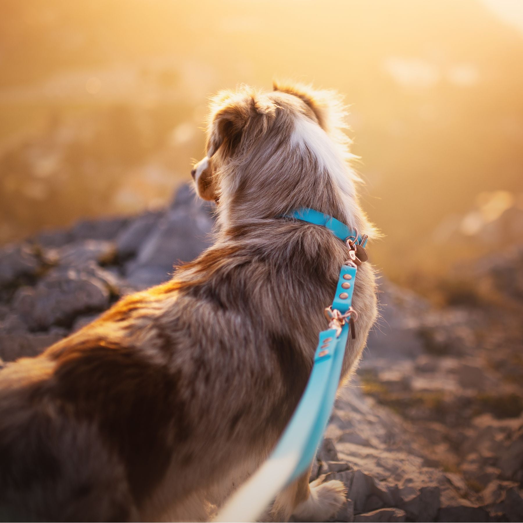 Hund mit türkisem Biothane Halsband und passender Biothane Hundeleine von EMMY & PEPE bei einem Spaziergang im Sonnenuntergang – das wasserfeste Set aus Halsband und Leine in aufeinander abgestimmter Farbe.