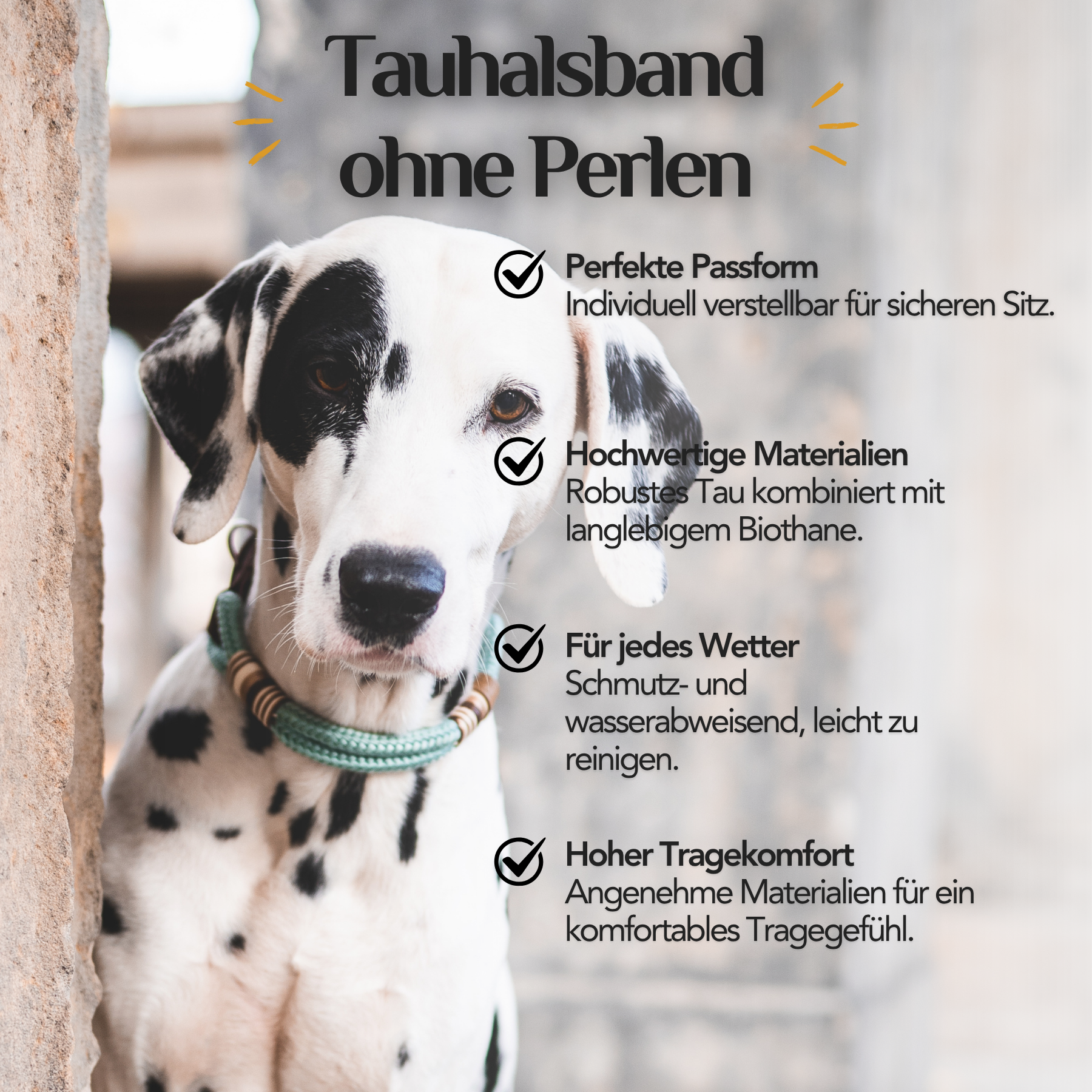 Dalmatiner trägt ein handgefertigtes Tauhalsband ohne Perlen aus Klettertau und Biothane – individuell verstellbar, robust und pflegeleicht.