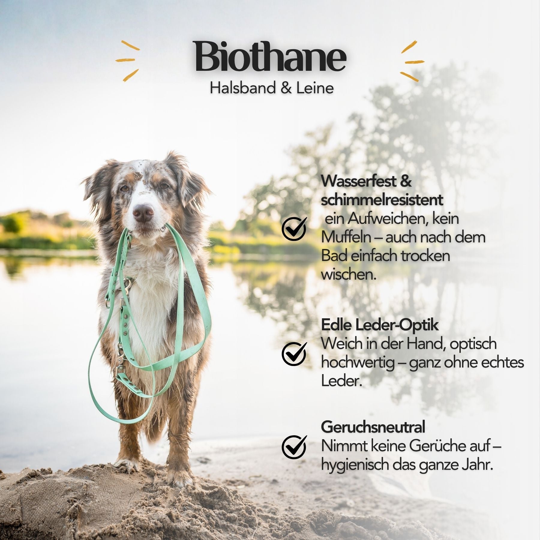 Infografik mit den Vorteilen von Biothane: wasserfest, schimmelresistent, pflegeleicht, reißfest, vegan und geruchsneutral – ideal für Hundezubehör wie Halsbänder und Leinen.