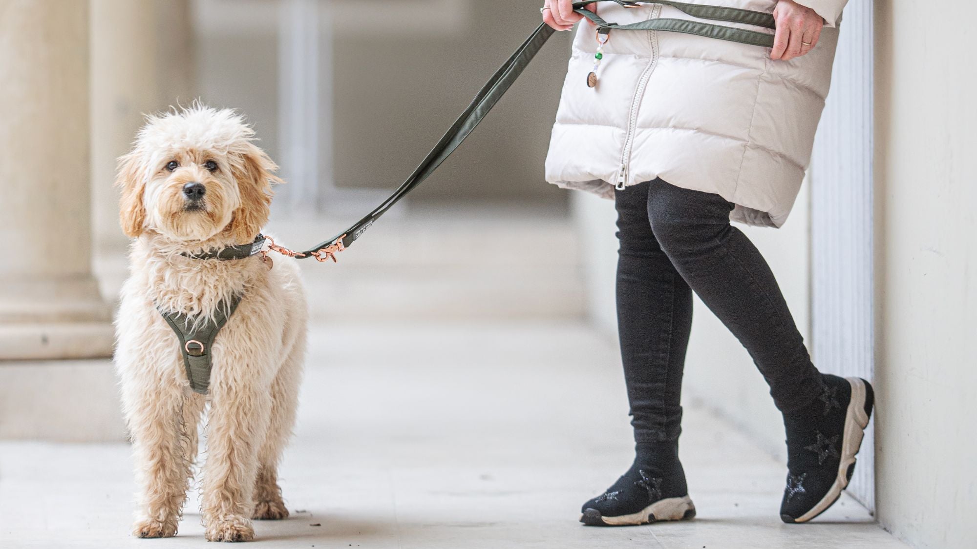 Mittlerer Hund mit Wau-Move Geschirr - gepolsterte Brustzone und individuell eingestellte Gurte sichtbar