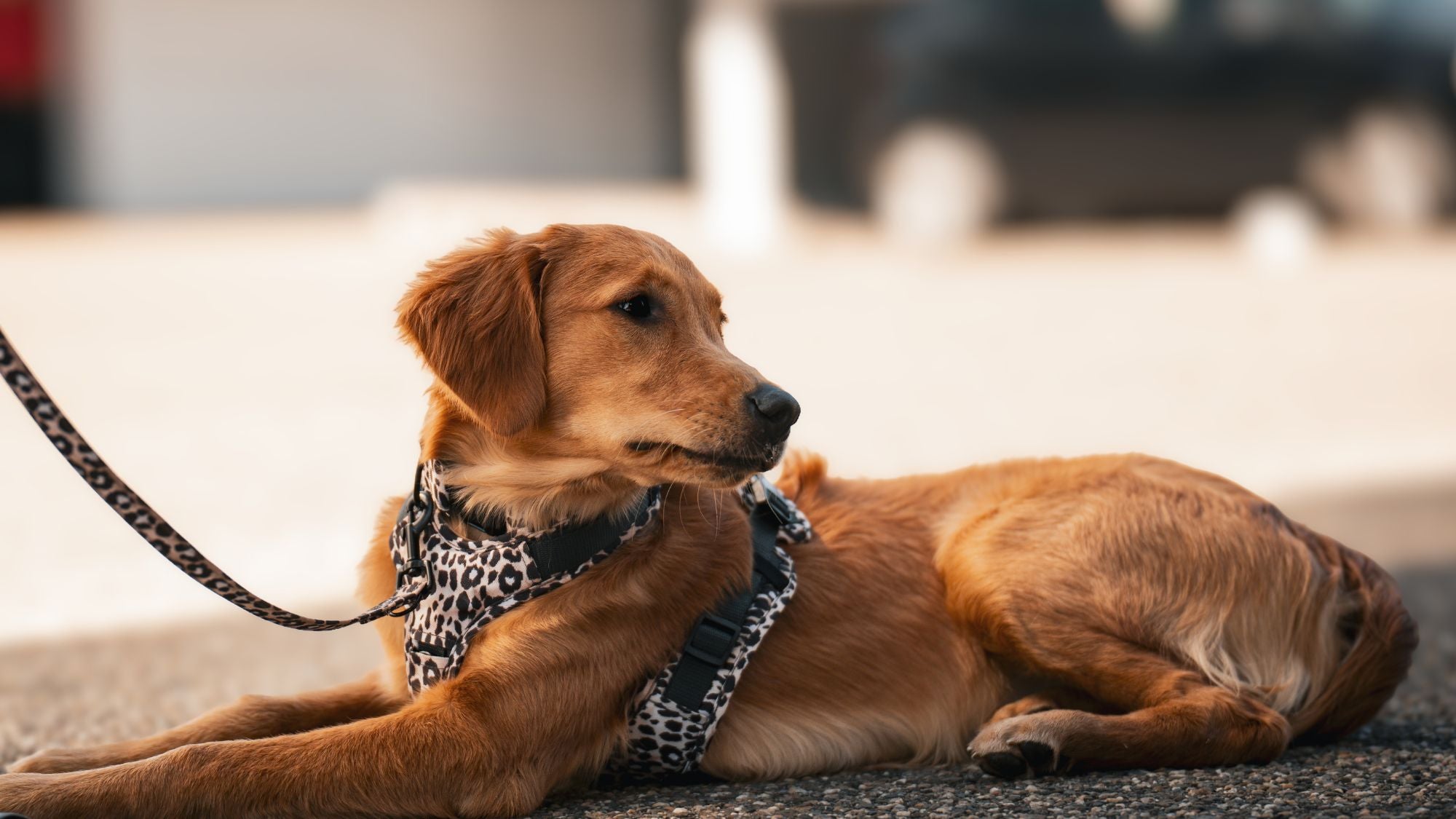 Hund in der Stadt mit Wau-Move Hundegeschirr Leo Beige - sicheres Geschirr für Alltagssituationen und belebte Umgebungen