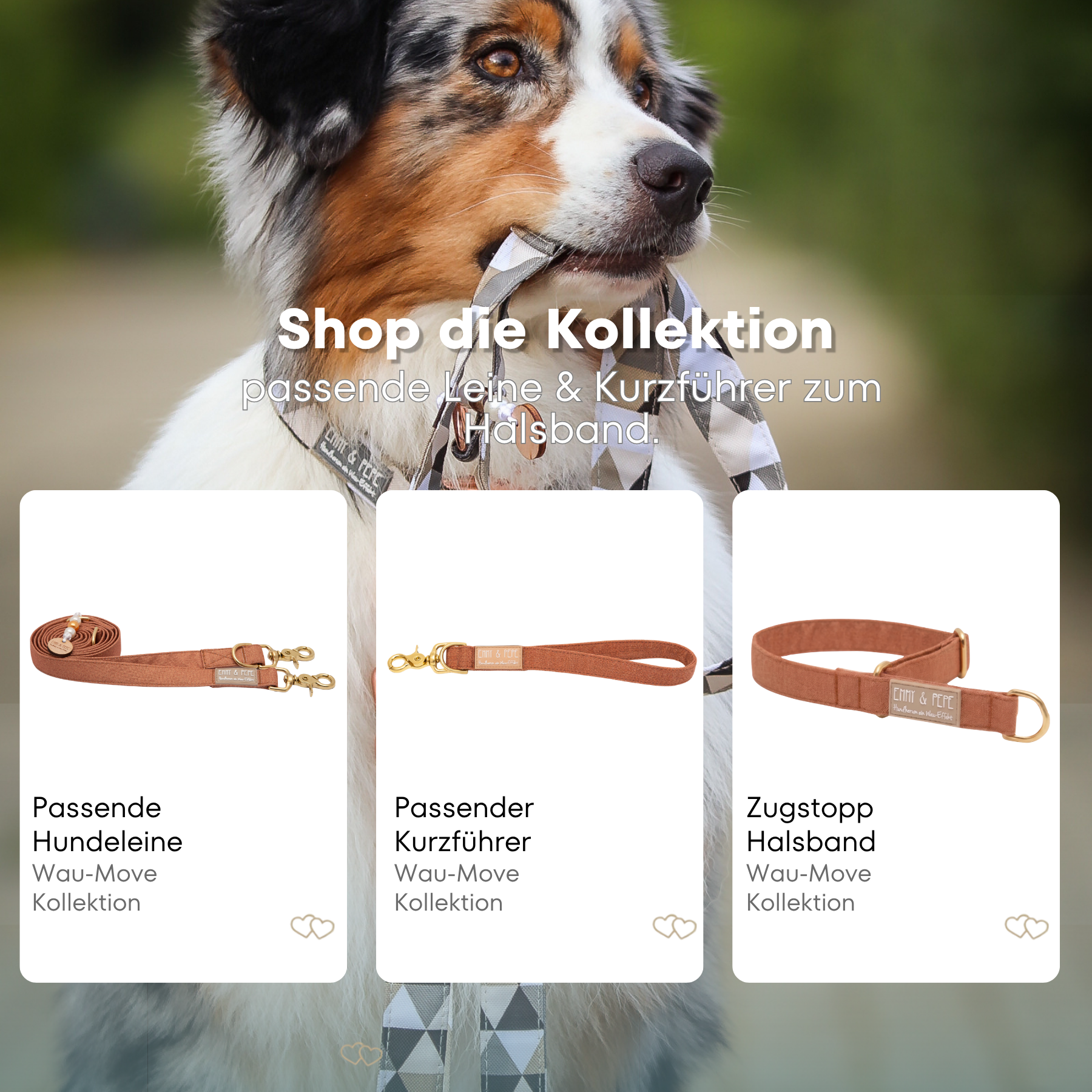 Australischer Shepherd mit gemustertem Fell hält eine passende Hundeleine im Maul. Über dem Bild steht der Text „Shop die Kollektion – passende Leine & Kurzführer zum Halsband“. Darunter werden drei Produkte der Wau-Move-Kollektion präsentiert: eine Hundeleine, ein Kurzführer und ein Zugstopp-Halsband in einem warmen Braunton.