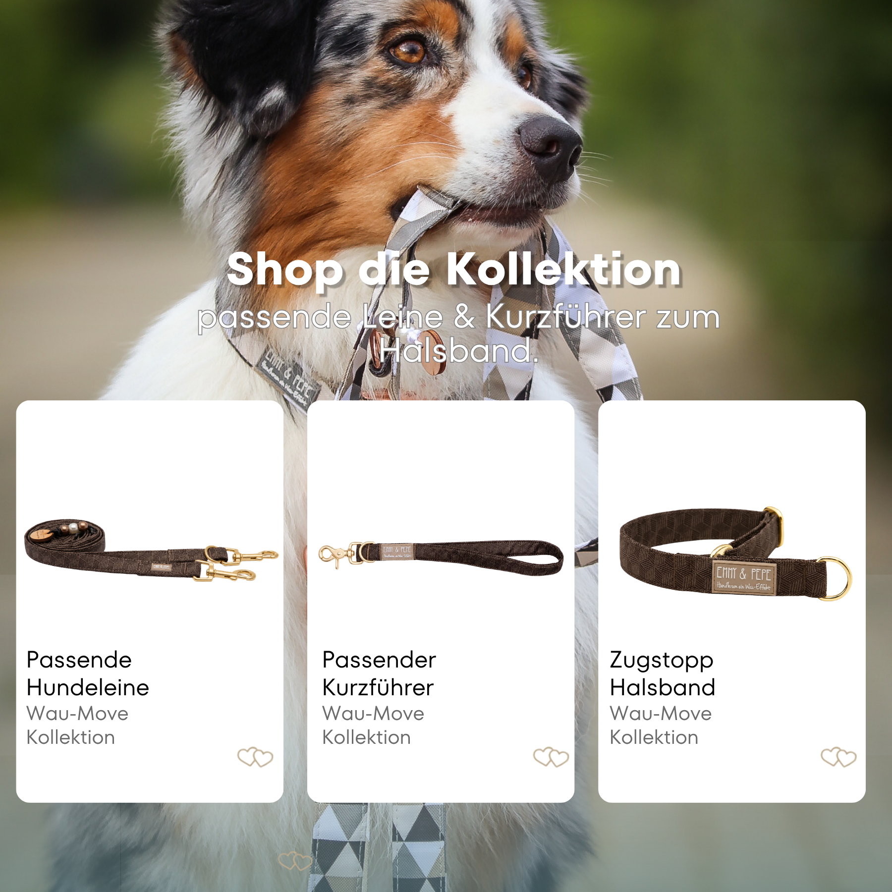 Australischer Shepherd mit gemustertem Fell hält eine passende Hundeleine im Maul. Über dem Bild steht der Text „Shop die Kollektion – passende Leine & Kurzführer zum Halsband“. Darunter werden drei Produkte der Wau-Move-Kollektion präsentiert: eine Hundeleine, ein Kurzführer und ein Zugstopp-Halsband in einem braunem Muster.
