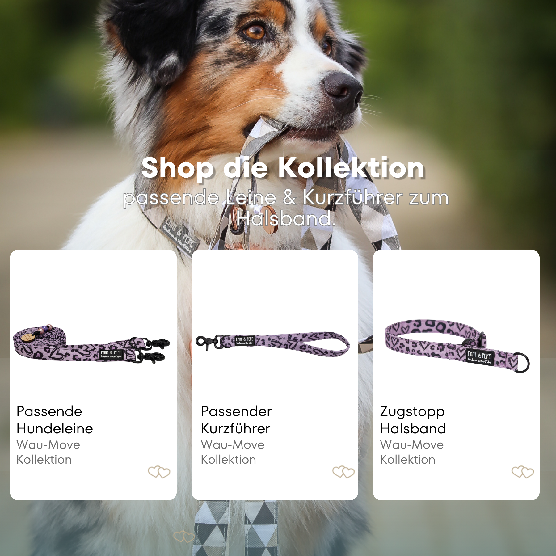 Australischer Shepherd mit gemustertem Fell hält eine passende Hundeleine im Maul. Über dem Bild steht der Text „Shop die Kollektion – passende Leine & Kurzführer zum Halsband“. Darunter werden drei Produkte der Wau-Move-Kollektion präsentiert: eine Hundeleine, ein Kurzführer und ein Zugstopp-Halsband in in Lila mit schwarzen Herzen.
