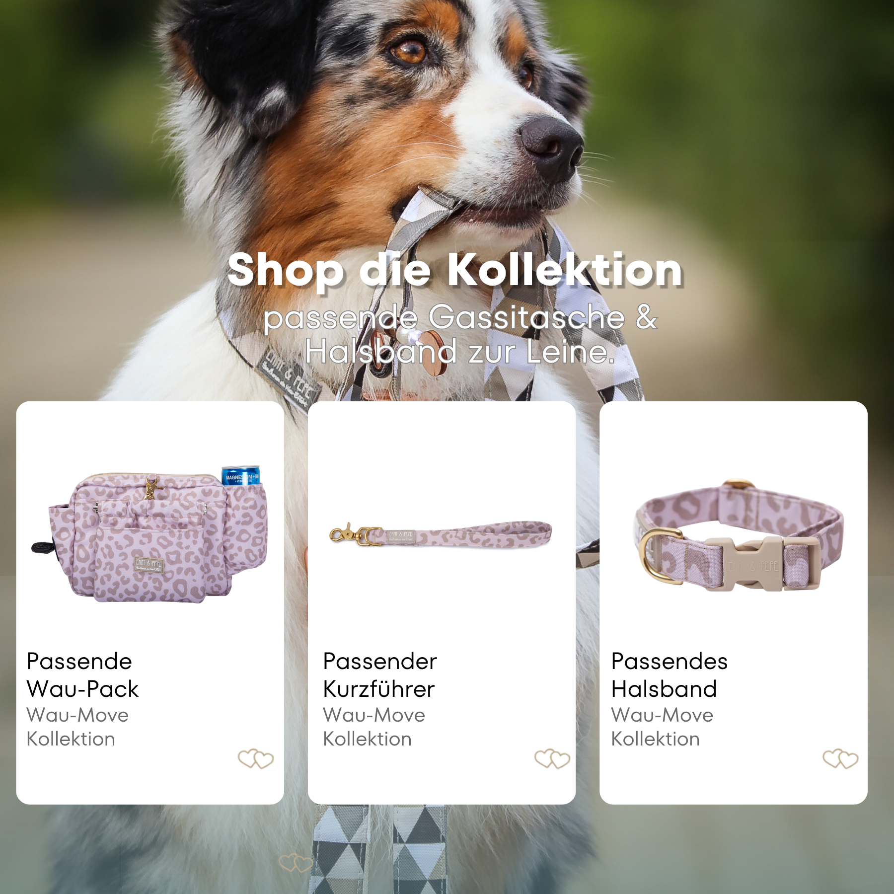 Australischer Shepherd mit gemustertem Fell hält eine passende Hundeleine im Maul. Über dem Bild steht der Text „Shop die Kollektion – passende Gassitasche & Halsband zur Leine“. Darunter werden drei Produkte der Wau-Move-Kollektion präsentiert: eine Gassitasche, ein Kurzführer und ein Halsband in cremefarbenem Leo Muster.