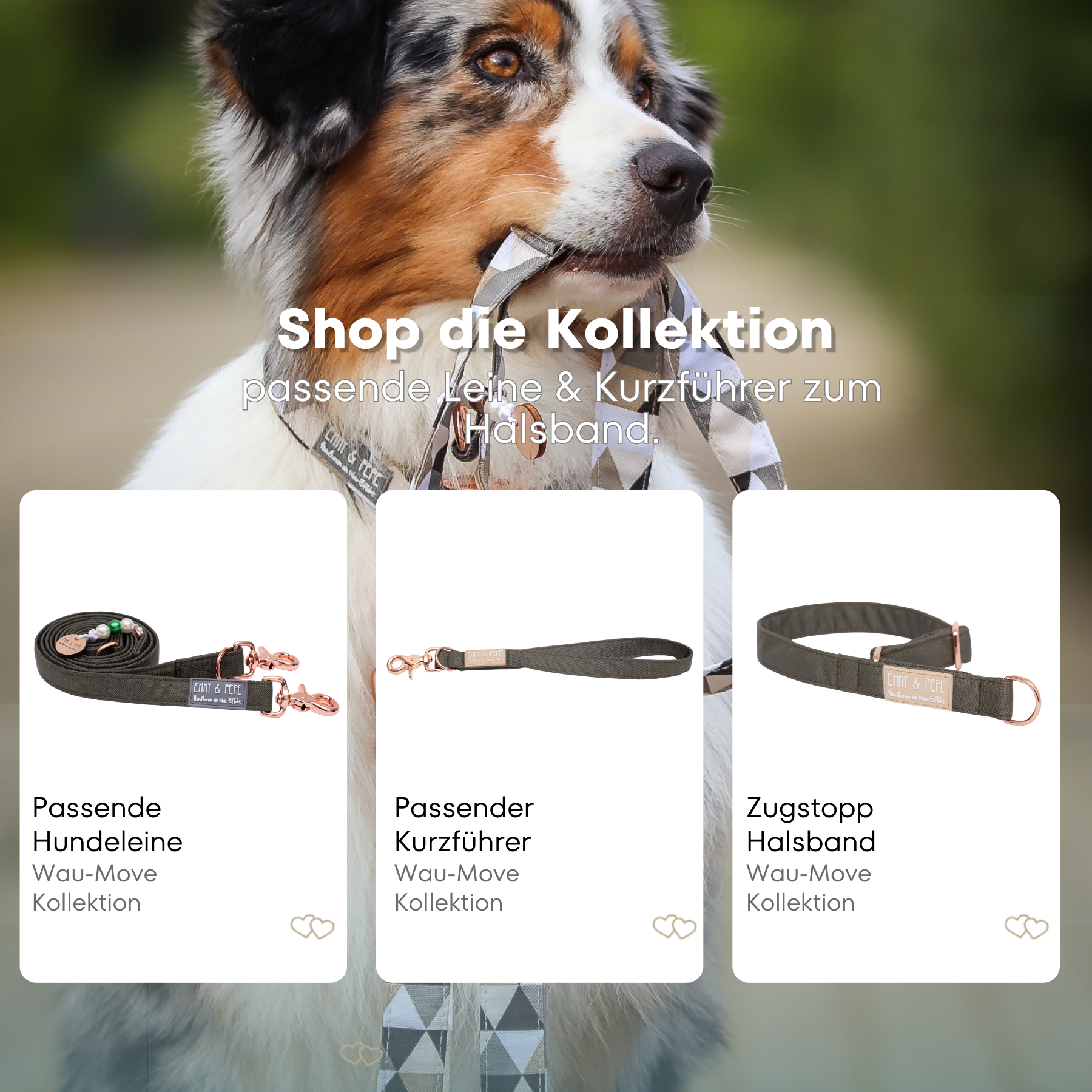 Australischer Shepherd mit gemustertem Fell hält eine passende Hundeleine im Maul. Über dem Bild steht der Text „Shop die Kollektion – passende Leine & Kurzführer zum Halsband“. Darunter werden drei Produkte der Wau-Move-Kollektion präsentiert: eine Hundeleine, ein Kurzführer und ein Zugstopp-Halsband in Olive.