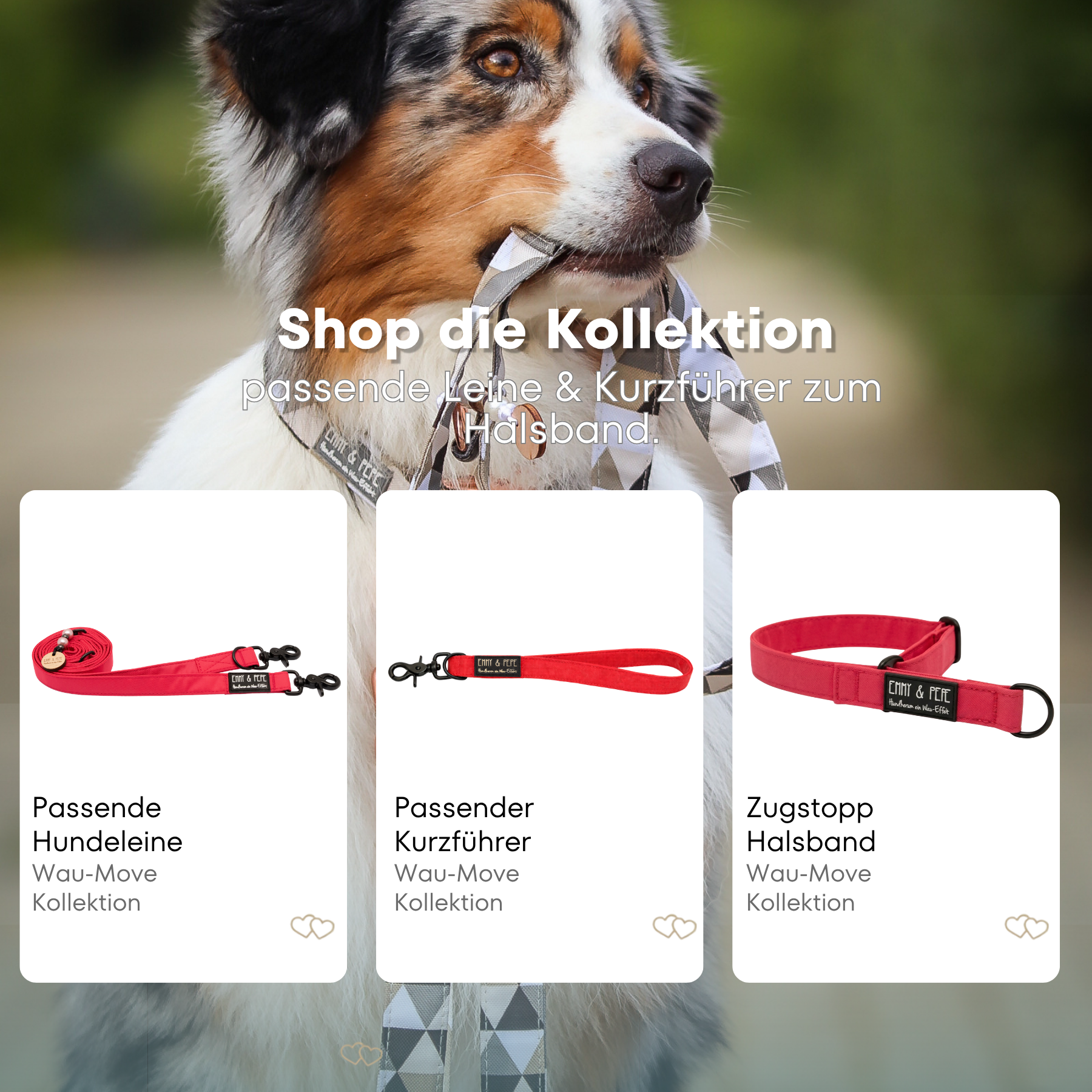 Australischer Shepherd mit gemustertem Fell hält eine passende Hundeleine im Maul. Über dem Bild steht der Text „Shop die Kollektion – passende Leine & Kurzführer zum Halsband“. Darunter werden drei Produkte der Wau-Move-Kollektion präsentiert: eine Hundeleine, ein Kurzführer und ein Zugstopp-Halsband in einem Neon Pink.
