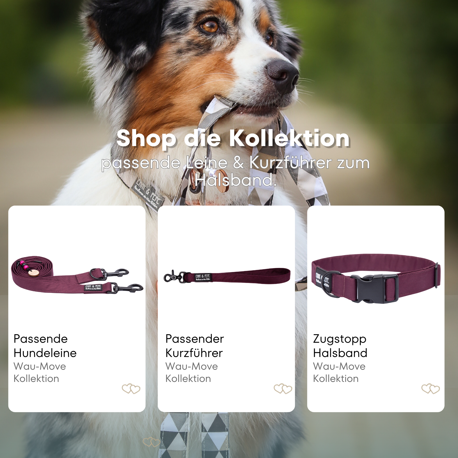Australischer Shepherd mit gemustertem Fell hält eine passende Hundeleine im Maul. Über dem Bild steht der Text „Shop die Kollektion – passende Leine & Kurzführer zum Halsband“. Darunter werden drei Produkte der Wau-Move-Kollektion präsentiert: eine Hundeleine, ein Kurzführer und ein Zugstopp-Halsband in Weinrot.