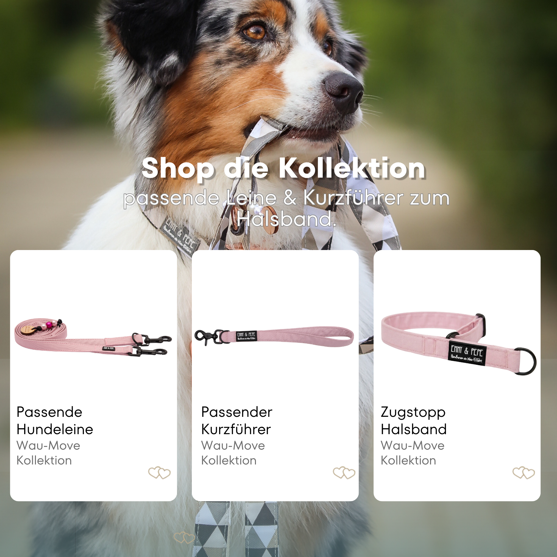 Australischer Shepherd mit gemustertem Fell hält eine passende Hundeleine im Maul. Über dem Bild steht der Text „Shop die Kollektion – passende Leine & Kurzführer zum Halsband“. Darunter werden drei Produkte der Wau-Move-Kollektion präsentiert: eine Hundeleine, ein Kurzführer und ein Zugstopp-Halsband in Rosa.