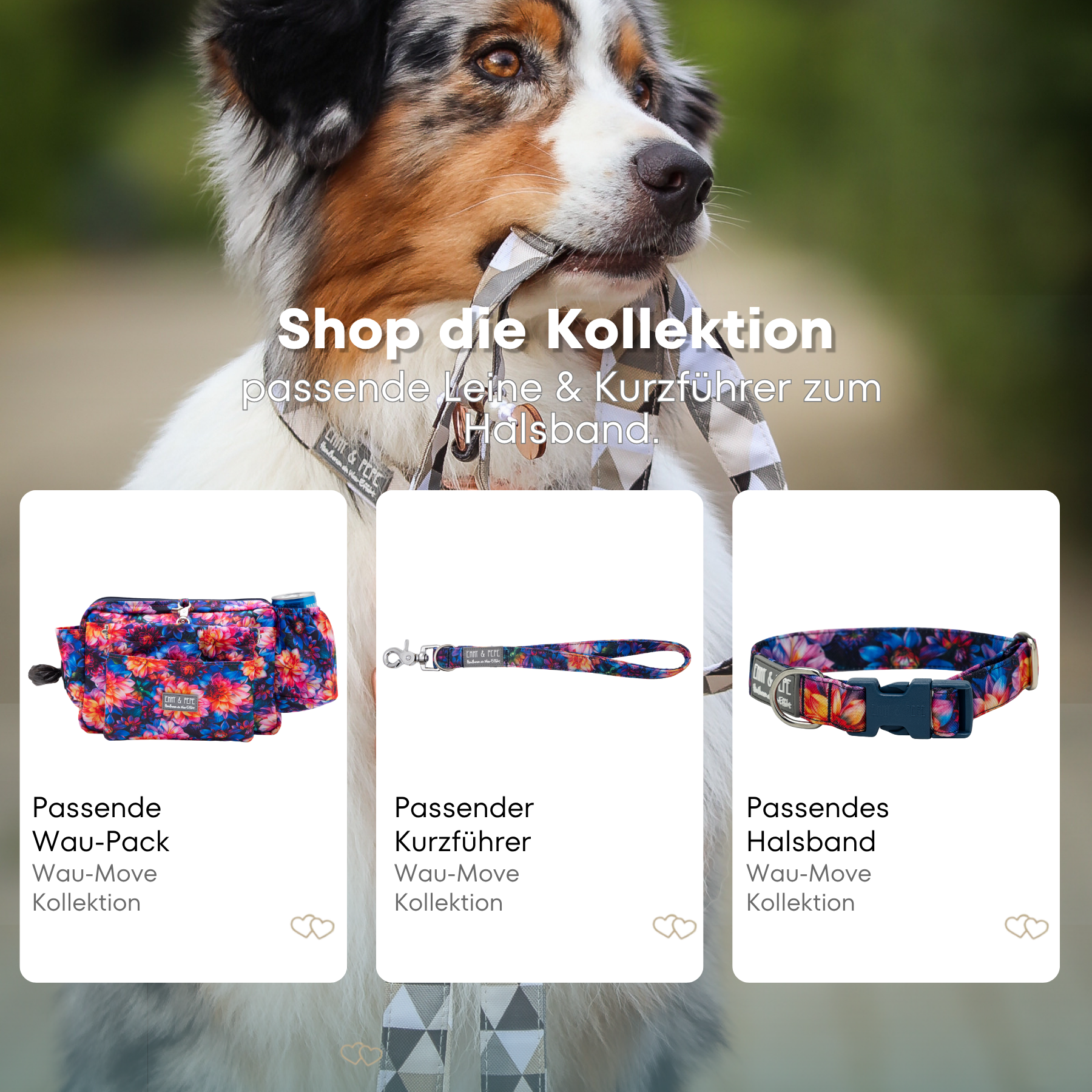 Australian Shepherd mit passendem Halsband und Hundeleine aus der Wau-Move Kollektion. Entdecke Halsband, Kurzführer und Zugstopp-Halsband im abgestimmten Design Dahlia in buntem Blumenmuster für stilvolle Hundespaziergänge.