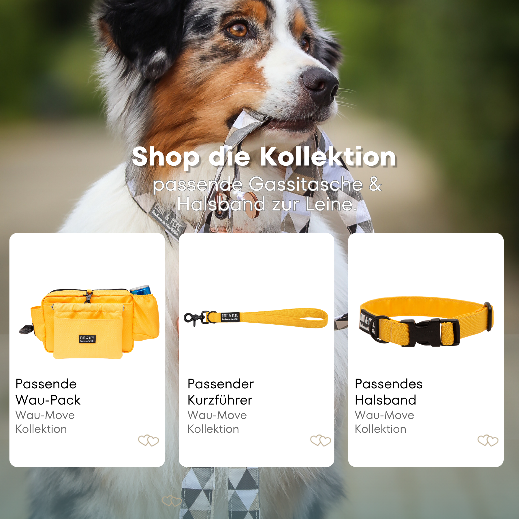 Australian Shepherd mit passendem Halsband und Hundeleine aus der Wau-Move Kollektion. Entdecke Halsband, Kurzführer und Zugstopp-Halsband im abgestimmten Design Lemonade in Gelb für stilvolle Hundespaziergänge.