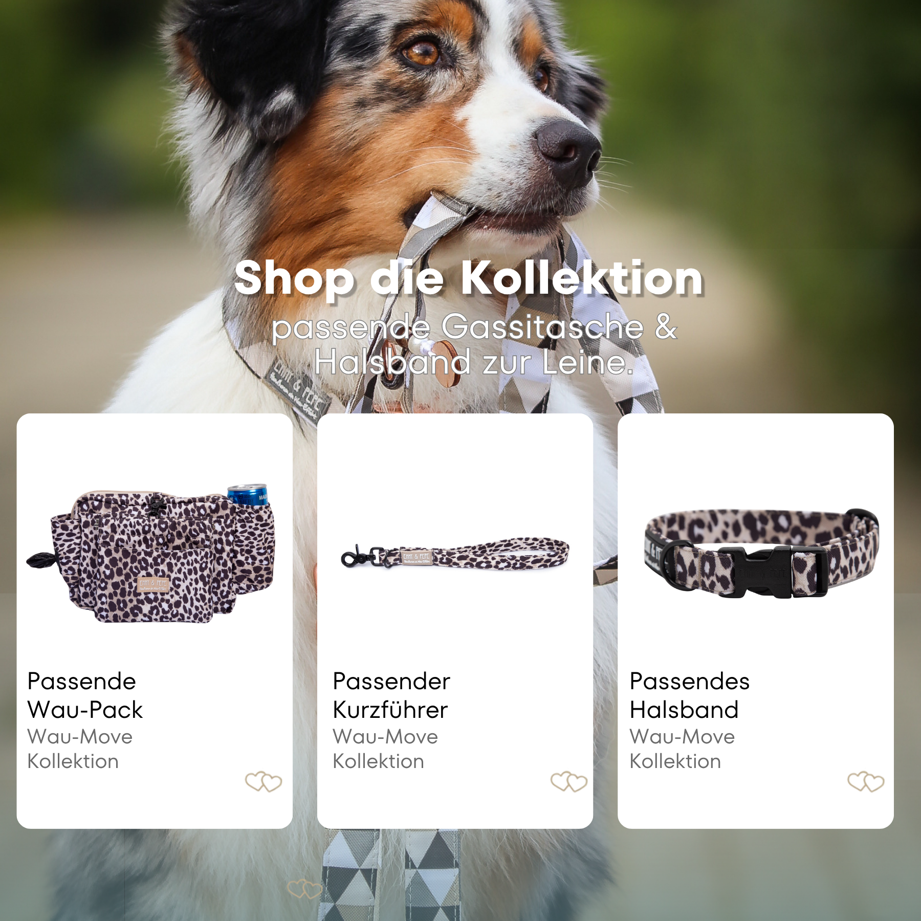Australischer Shepherd mit gemustertem Fell hält eine passende Hundeleine im Maul. Über dem Bild steht der Text „Shop die Kollektion – passende Gassitasche & Halsband zur Leine“. Darunter werden drei Produkte der Wau-Move-Kollektion präsentiert: eine Gassitasche, ein Kurzführer und ein Halsband in dunklem Leo Muster.