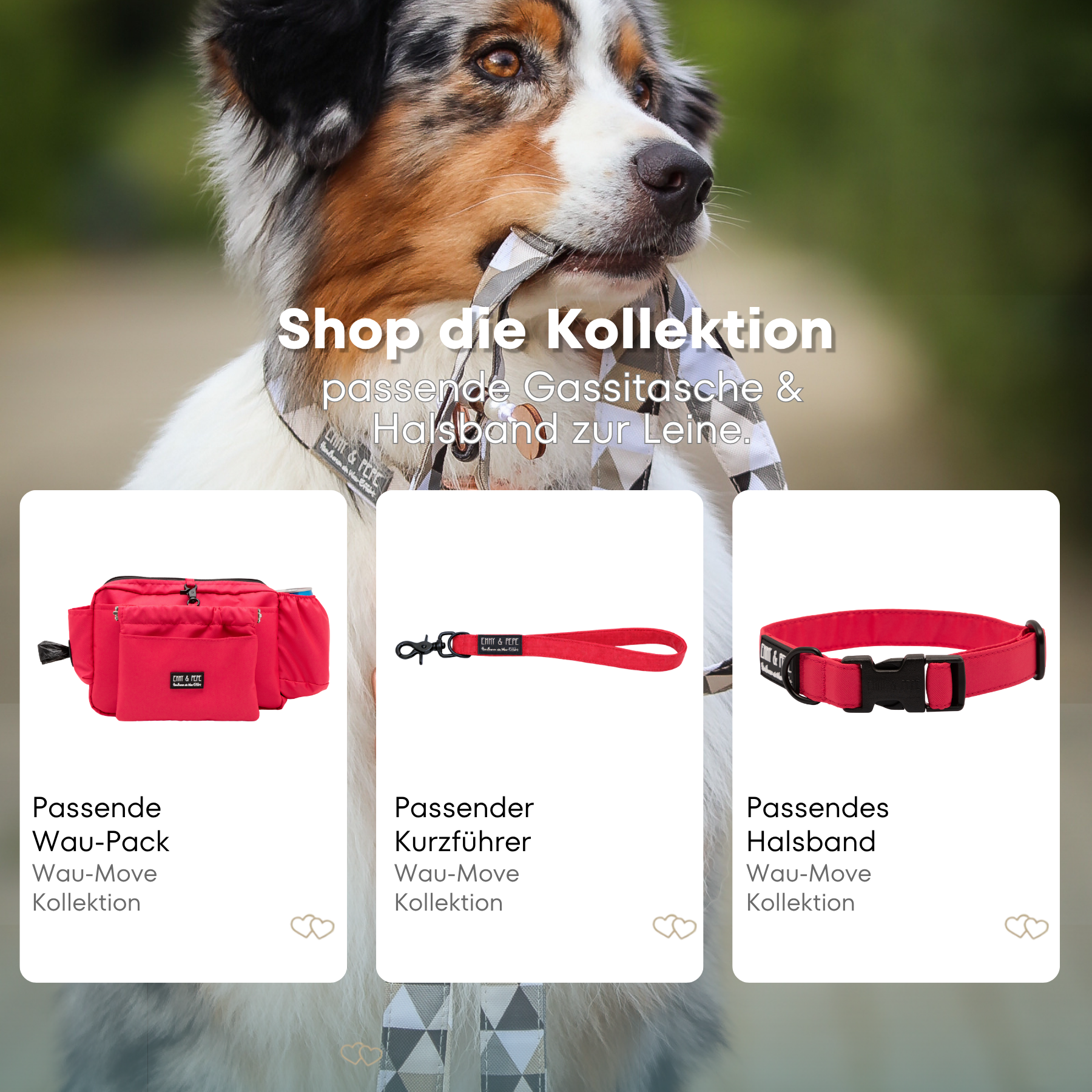 Australian Shepherd mit passendem Halsband und Hundeleine aus der Wau-Move Kollektion. Entdecke Halsband, Kurzführer und Gassitasche im abgestimmten Design Neon Pink für stilvolle Hundespaziergänge.