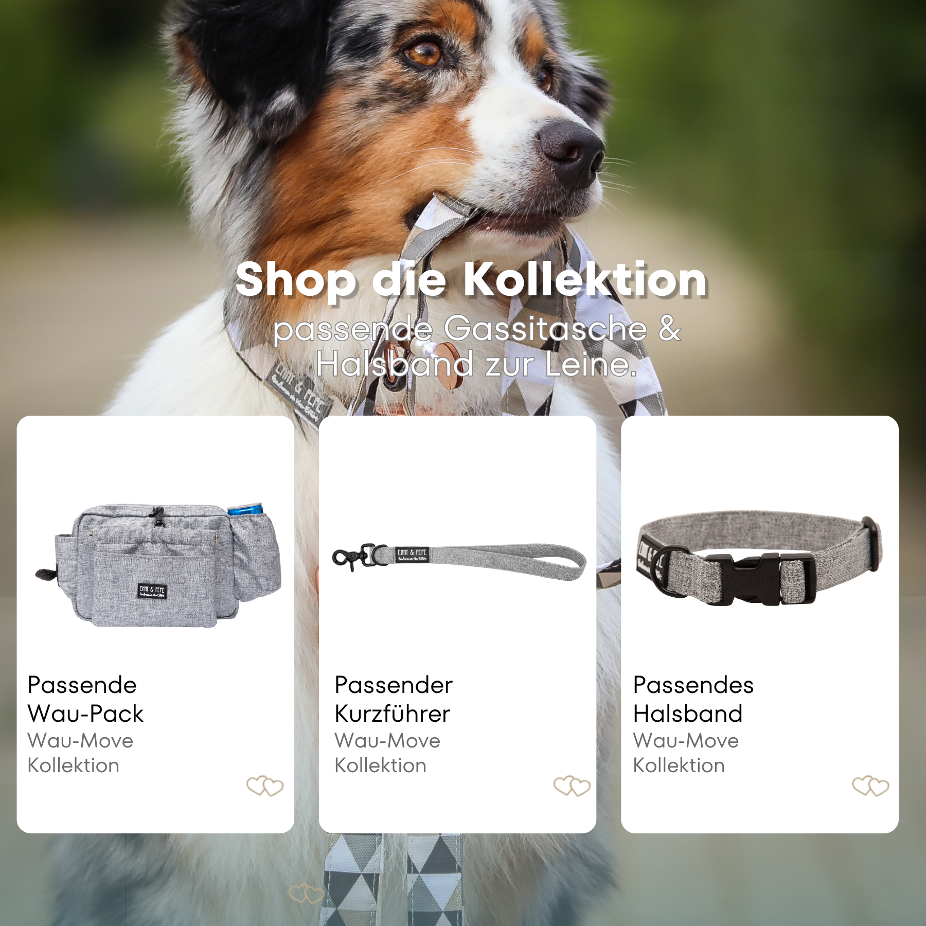 Australian Shepherd mit passendem Halsband und Hundeleine aus der Wau-Move Kollektion. Entdecke Halsband, Kurzführer und Gassitasche im abgestimmten Design Stone in Grau für stilvolle Hundespaziergänge.