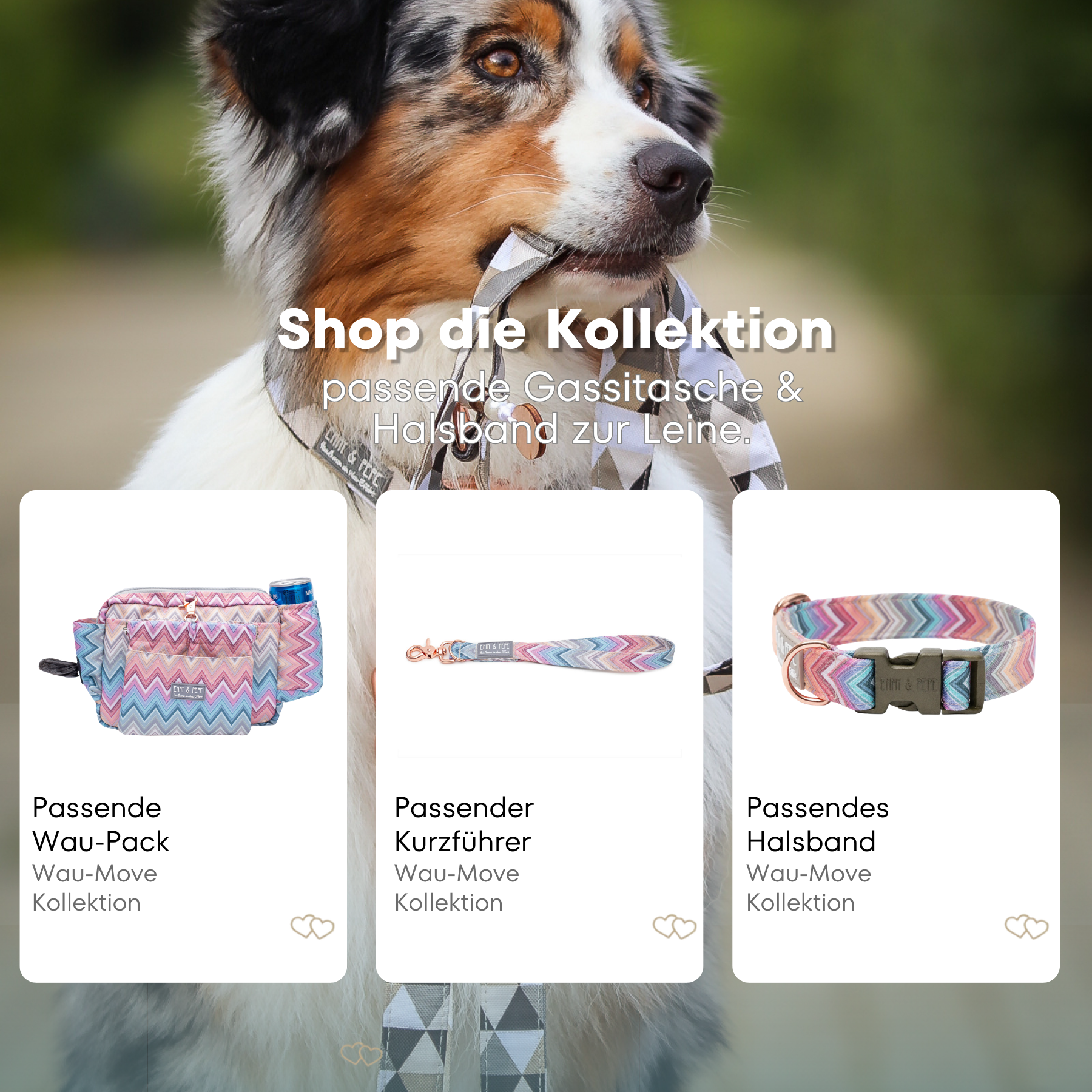 Australian Shepherd mit passendem Halsband und Hundeleine aus der Wau-Move Kollektion. Entdecke Halsband, Kurzführer und Gassitasche im abgestimmten Design Waussoni in Pastelltönen mit Herzen für stilvolle Hundespaziergänge.