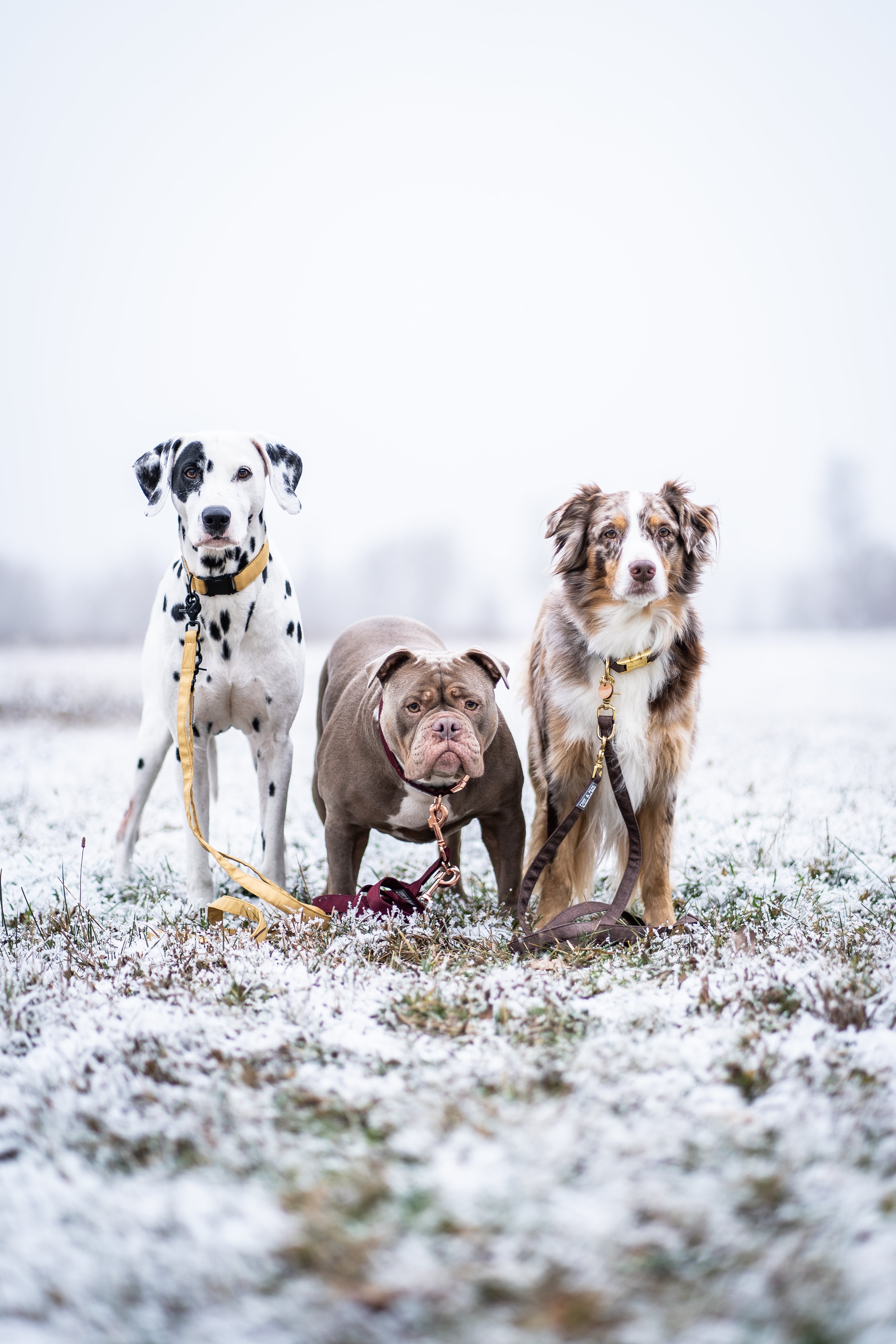 Drei Hunde an EMMY & PEPE Leinen stehen gemeinsam im Schnee