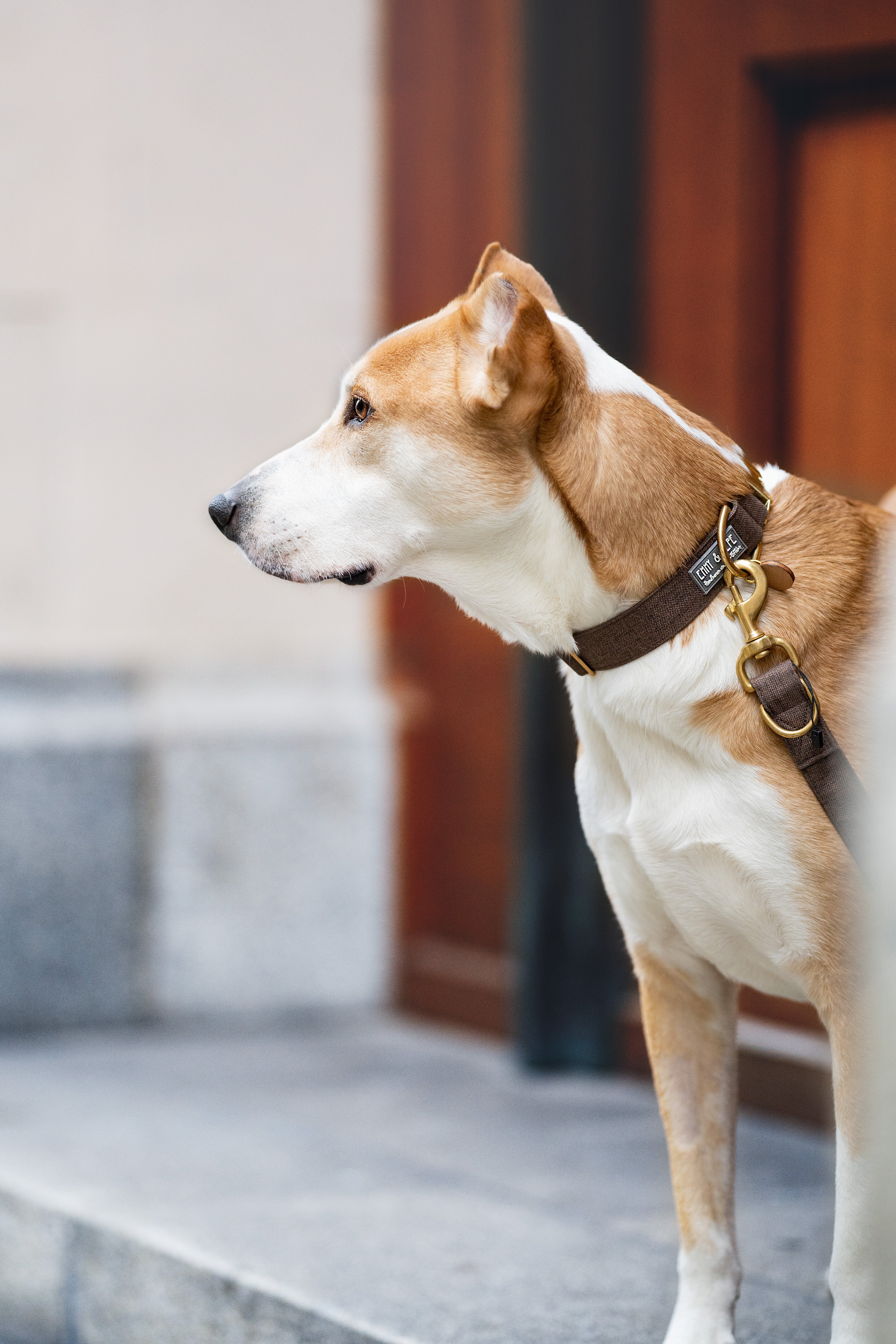 Nahaufnahme eines Hundes mit EMMY & PEPE Halsband vor einer Tür