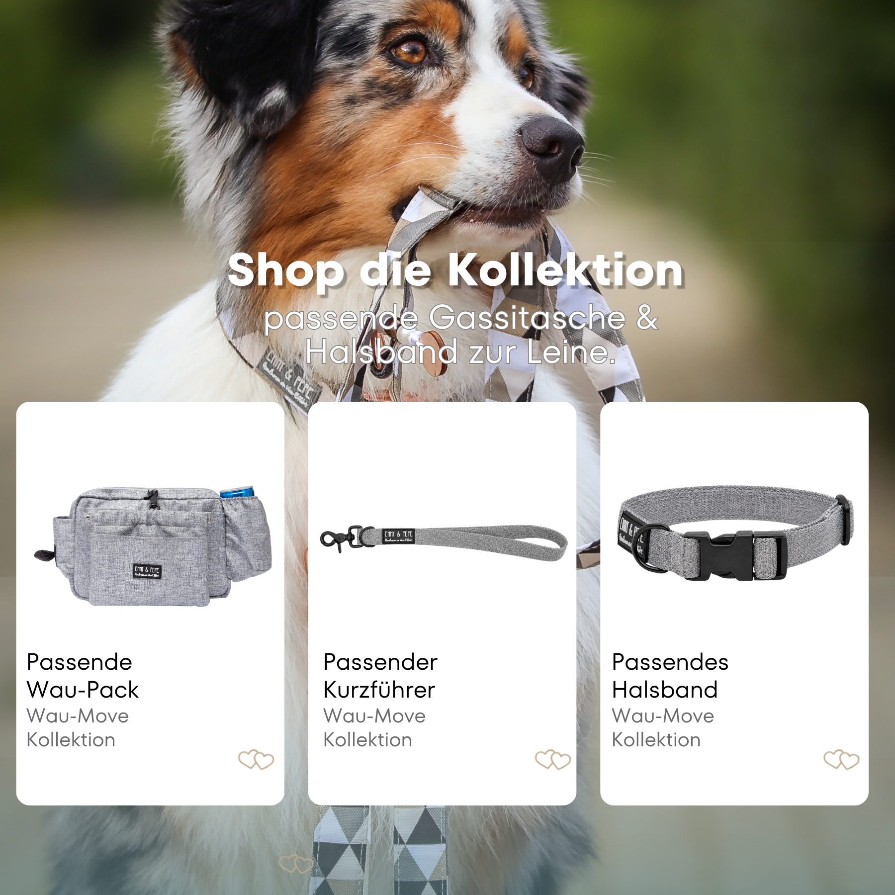 Australian Shepherd mit passendem Halsband und Hundeleine aus der Wau-Move Kollektion. Entdecke Halsband, Kurzführer und Gassitasche im abgestimmten Design Stone in Grau für stilvolle Hundespaziergänge.