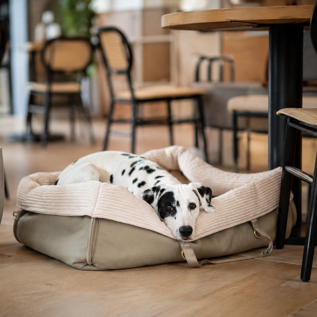 Dalmatiner liegt im eckigen Wau-Snuggle Reisekörbchen für Hunde von EMMY & PEPE als mobiles Hundebett im Cafe