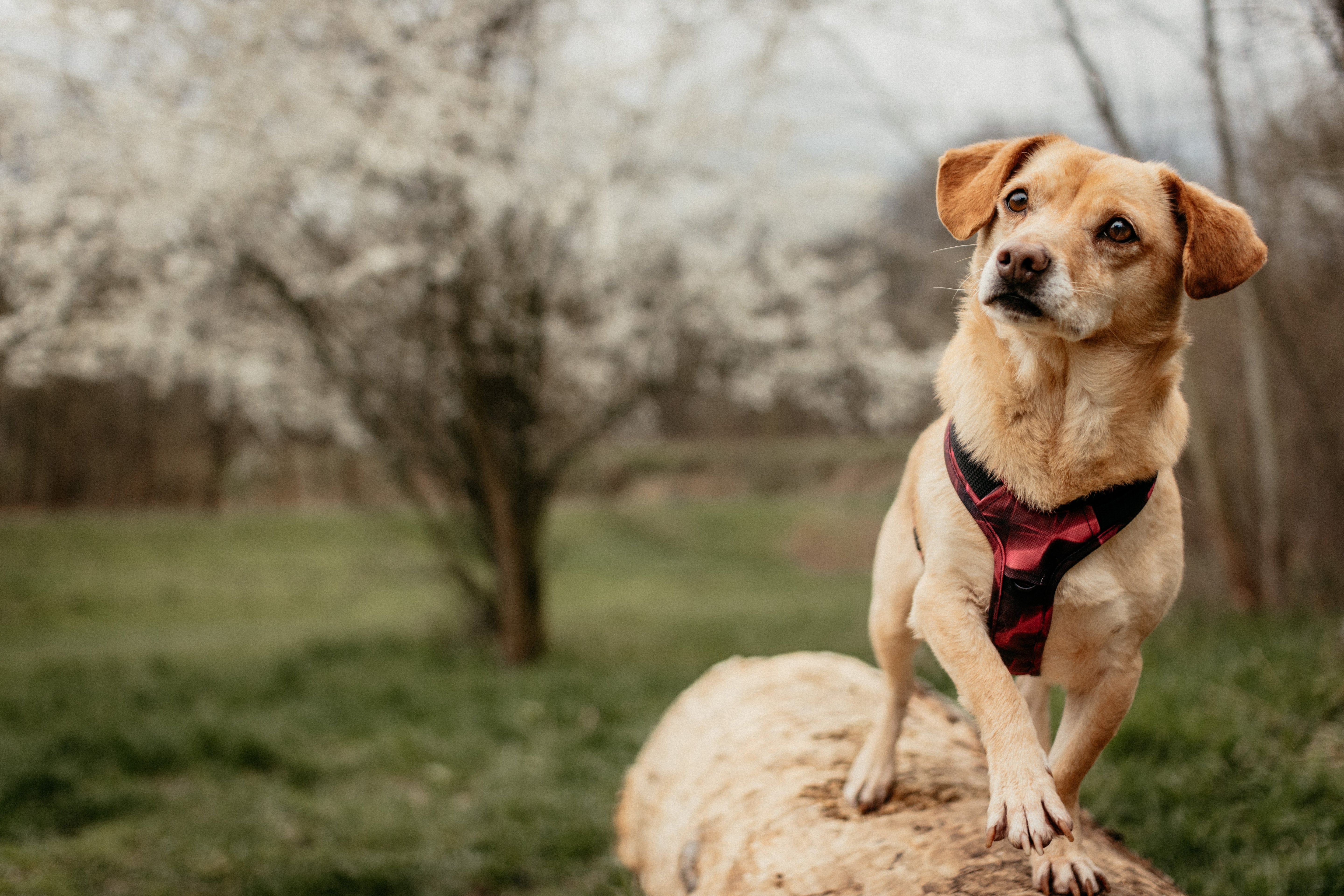 Emmy & Pepe ergonomisches Hundegeschirr kleine Hunde