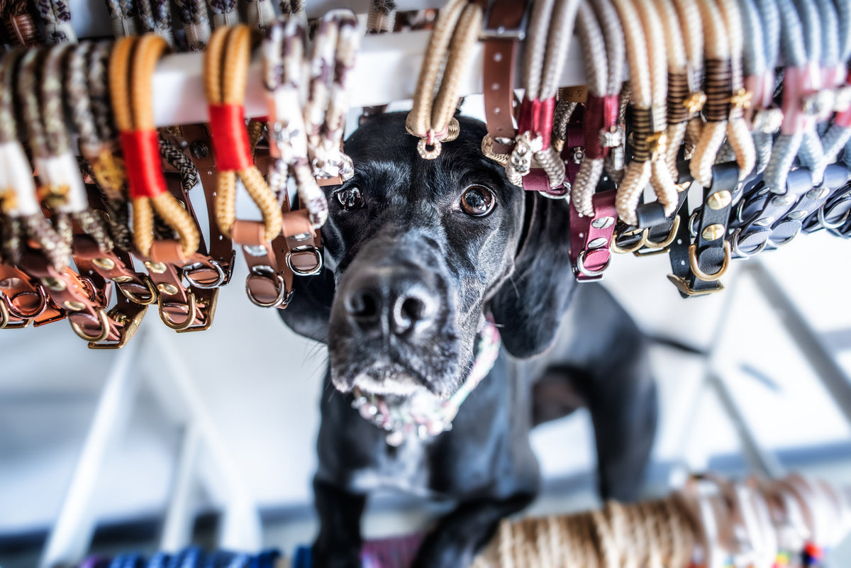 EMMY & PEPE Tau-Halsband mit Biothane-Verschluss