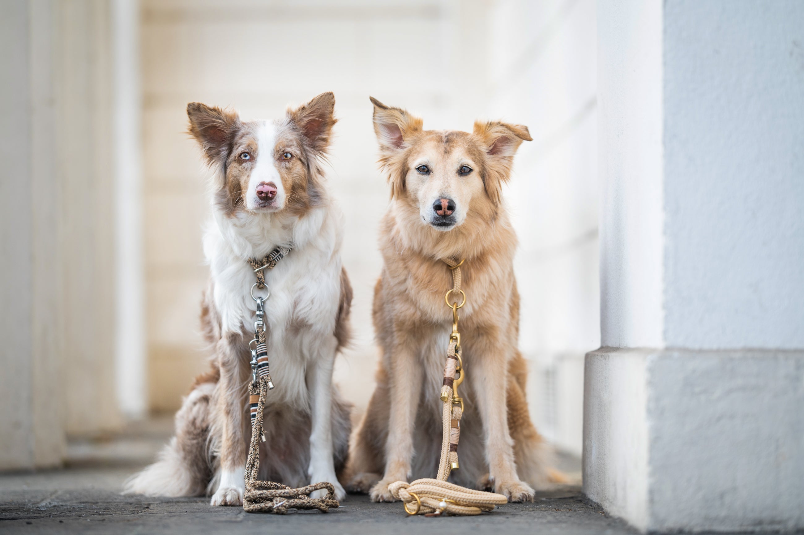 Zwei Hunde mit handgefertigten Tauleinen von EMMY & PEPE. Robuste Hundeleinen aus Klettertau mit hochwertigen Karabinern für den Alltag.