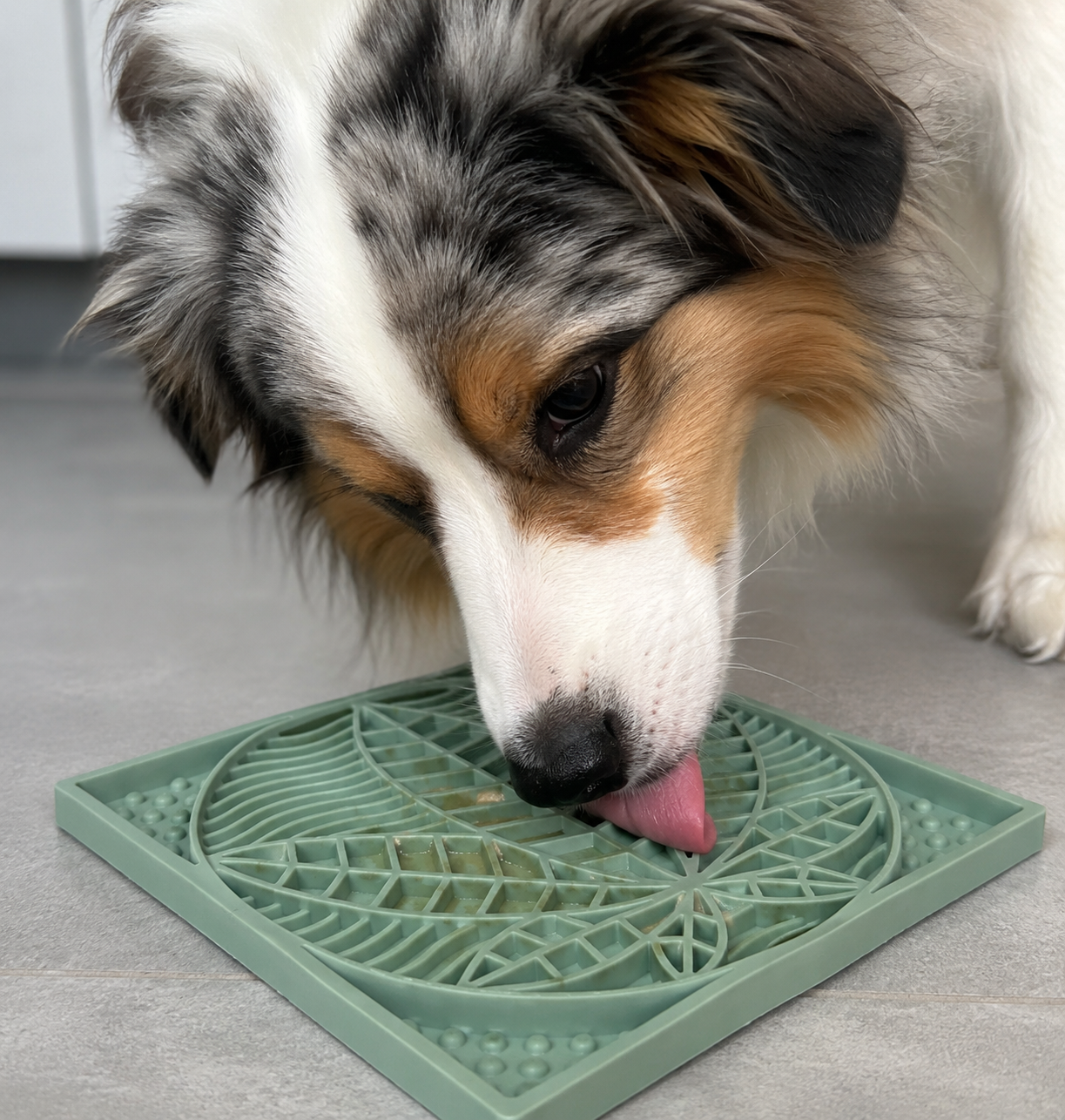 Hund schleckt an der Nacani Chill Mate Schleckmatte aus Silikon zur beruhigenden Beschäftigung