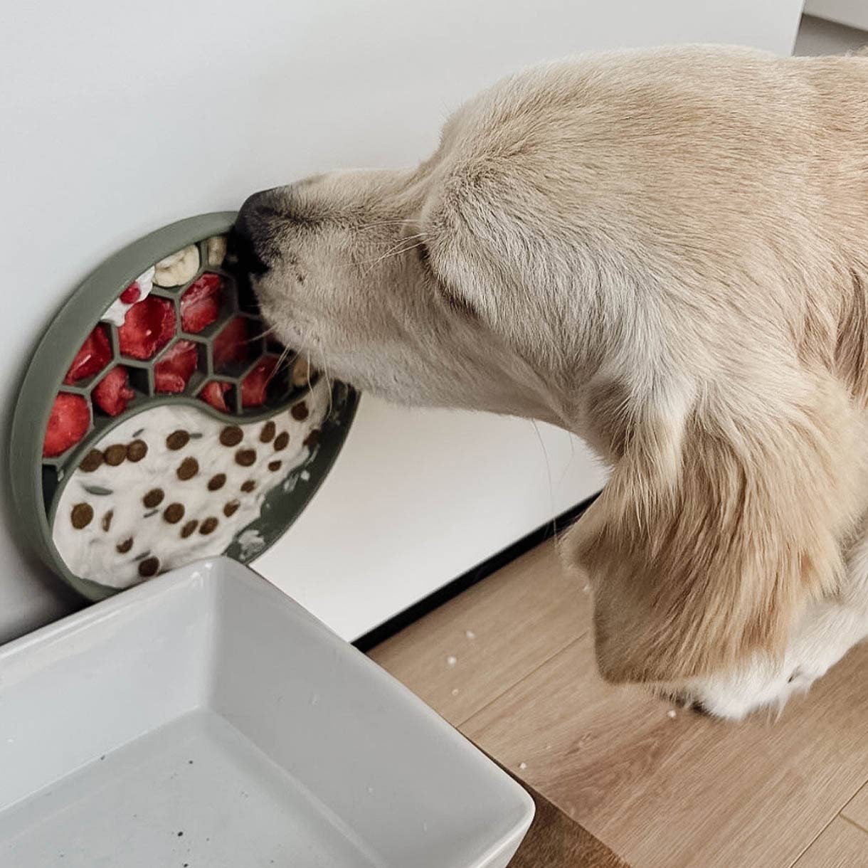 Hund schleckt gefrorene Snacks aus einer Schleckmatte aus Silikon, der Dank Saugnapf an der Wand hängt.