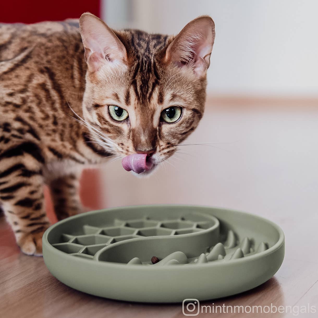 Katze nutzt die Schleckmatte und den Anti-Schlingnapf aus Silikon.