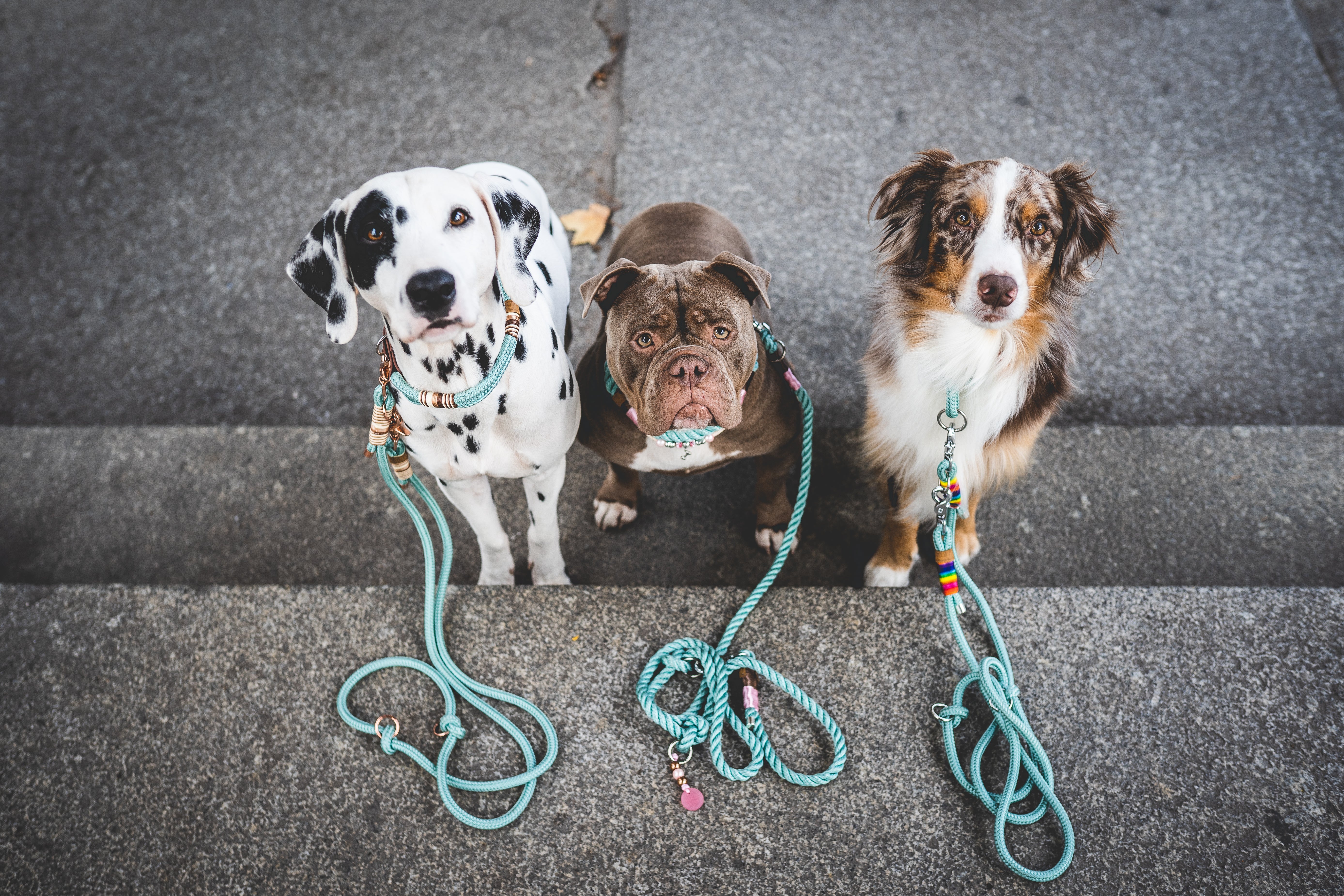 Drei Hunde mit handgefertigten Tauleinen und Tauhalsbändern von EMMY & PEPE. Robuste Hundeleinen aus Klettertau für kleine, mittelgroße und große Hunde.