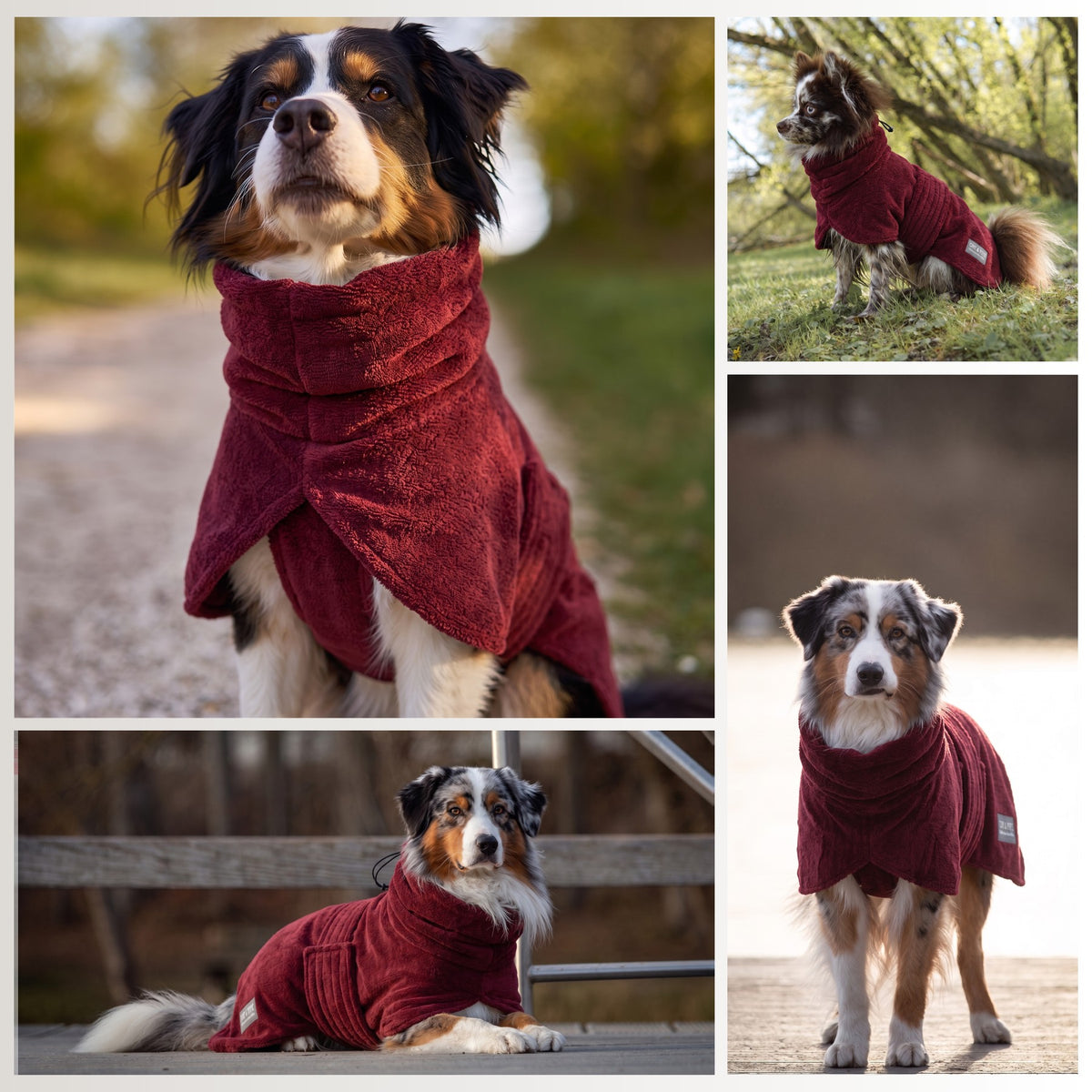 Hunde im Wau-Dry Hundebademantel Beere beim Spazieren, Sitzen und Ausruhen