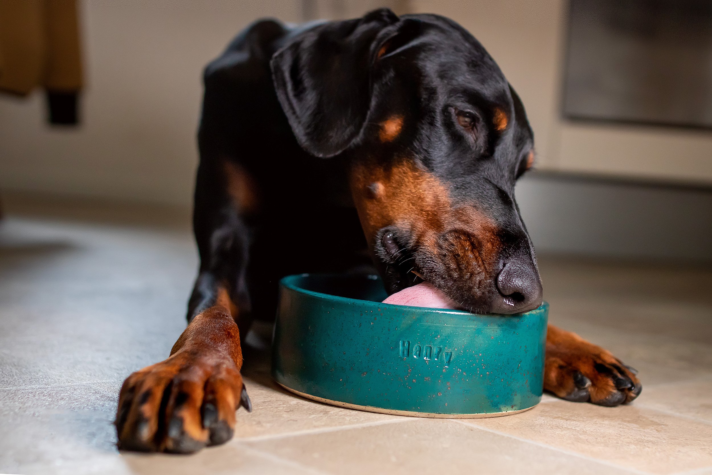 Woran erkennst du das passende Futter für deinen Hund?