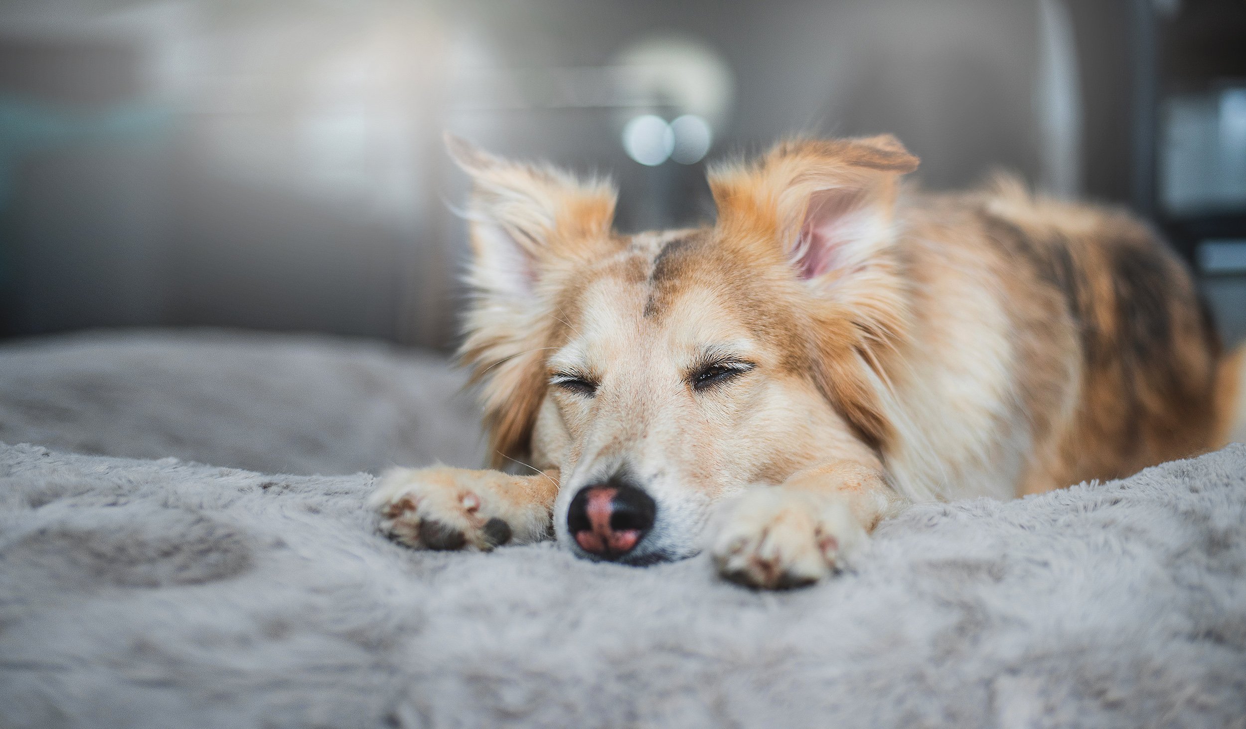 10 Dinge über den Schlaf des Hundes