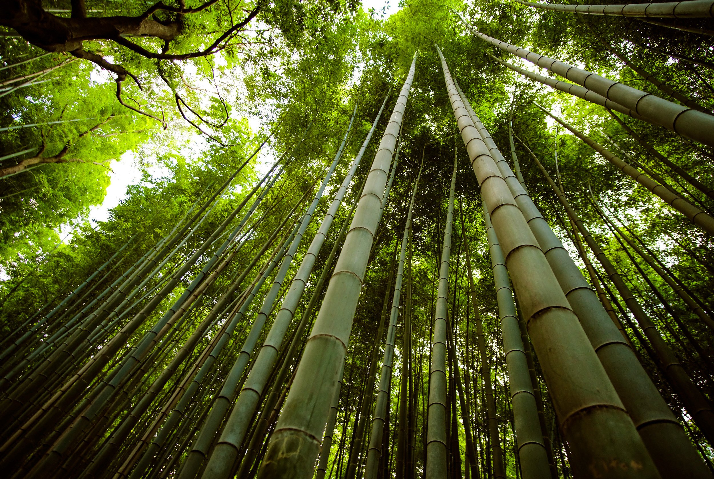 10 Dinge über Bambus