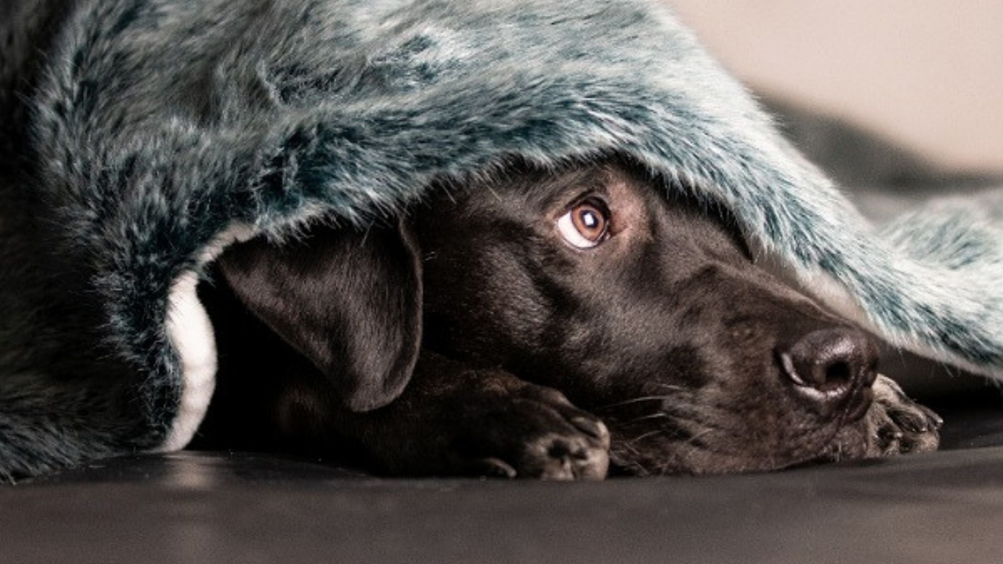 Kuscheldecken & Hundematten