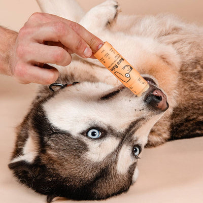 Nasenbalsam-Stift für Hunde