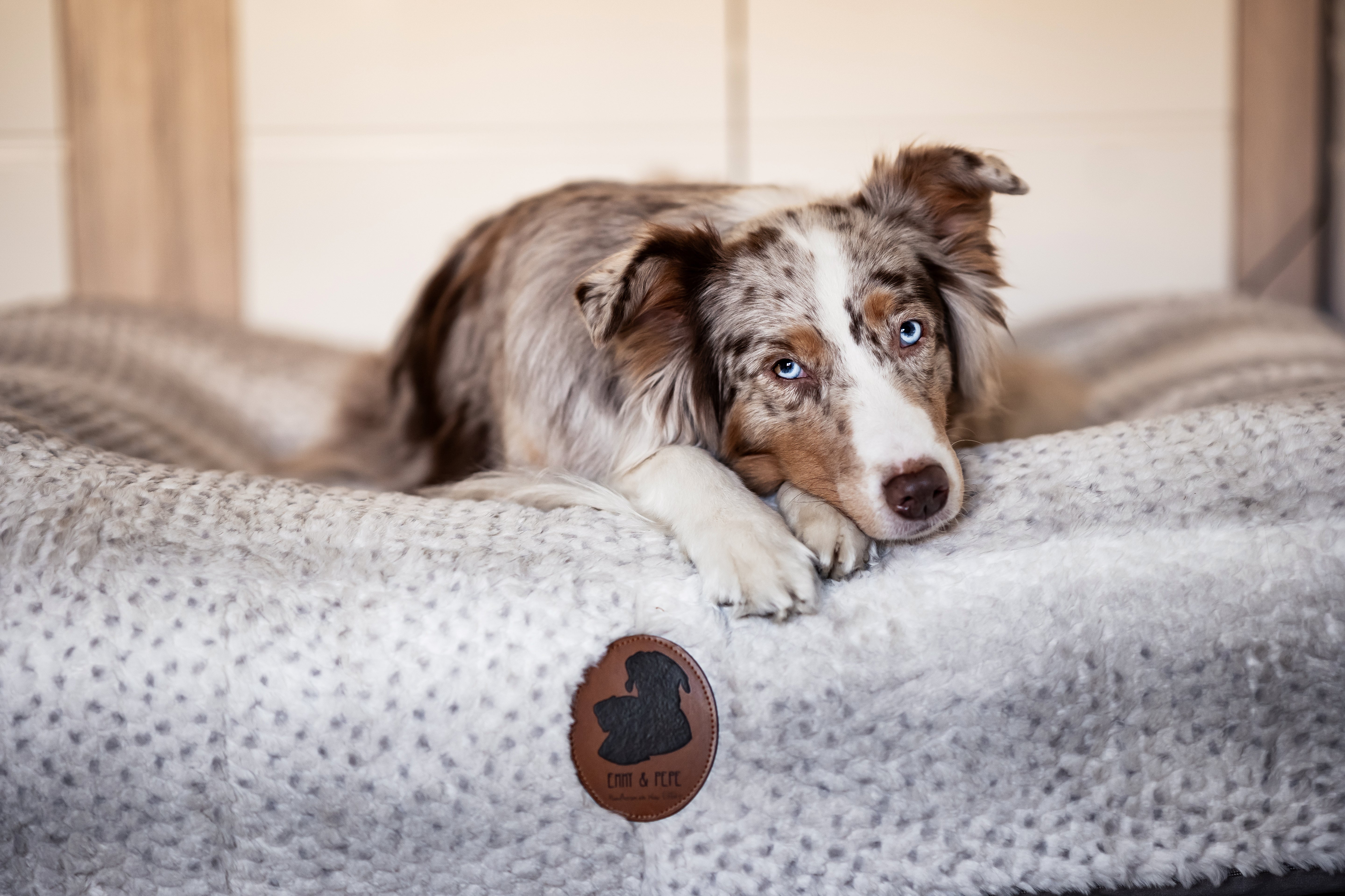 Hund mit rot-merle-Fell und blauen Augen legt den Kopf auf das graue Wau-Bed von EMMY & PEPE