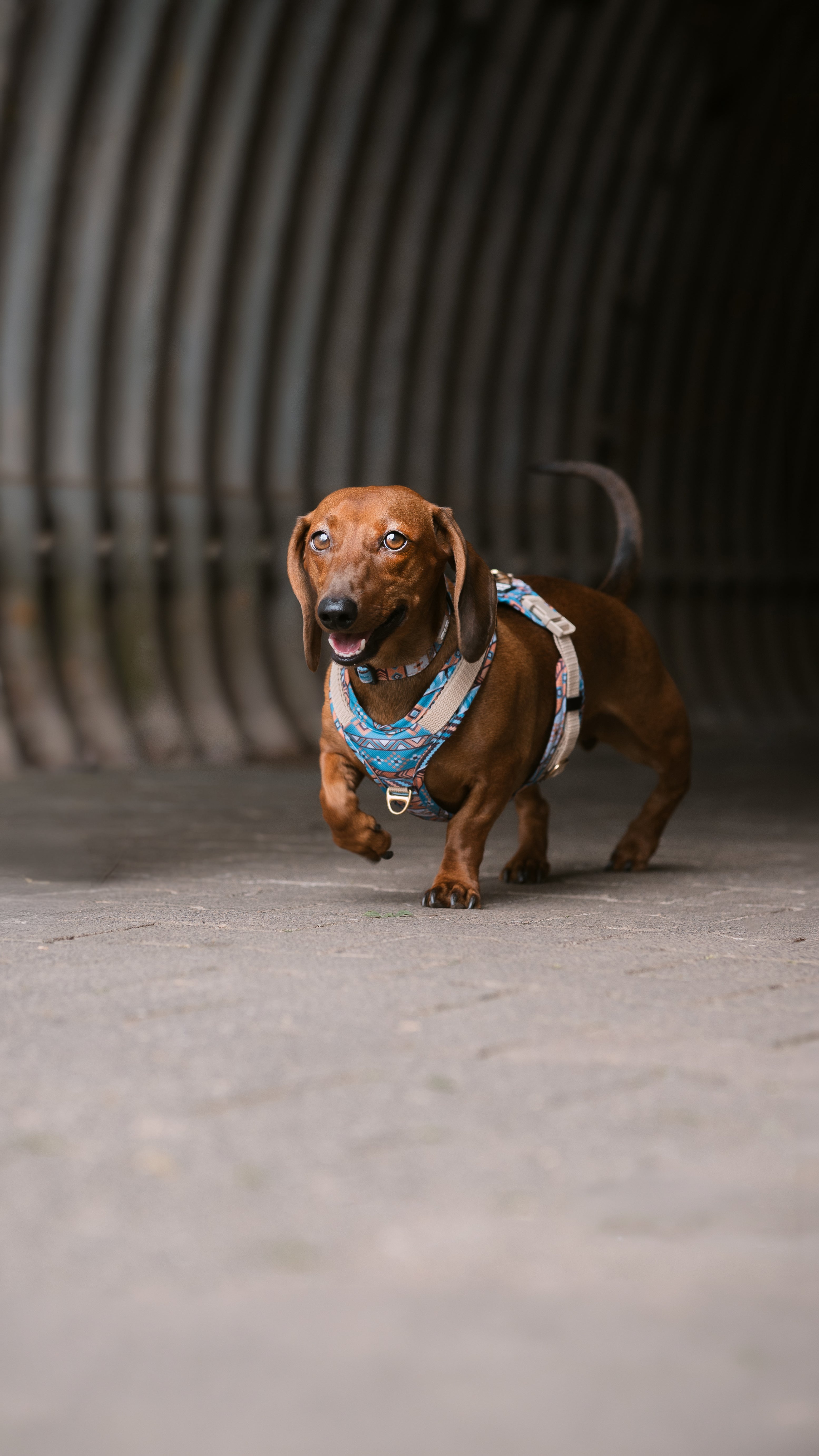 Dackel trägt ein Hundegeschirr Spirit in bunten Farben beim Erkunden eines Tunnels