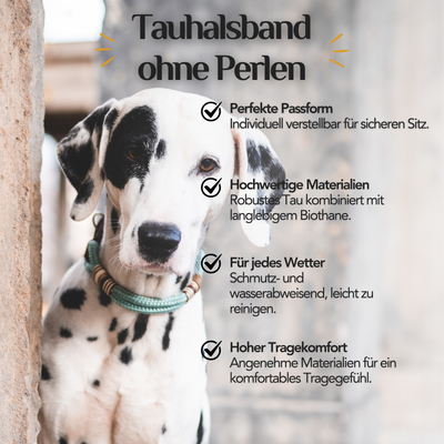 Dalmatiner trägt ein handgefertigtes Tauhalsband ohne Perlen aus Klettertau und Biothane – individuell verstellbar, robust und pflegeleicht.