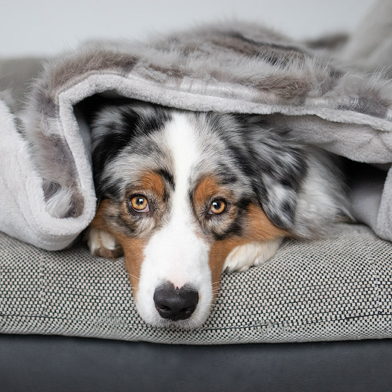 Australian Shepherd liegt eingekuschelt unter einer grauen Hundedecke