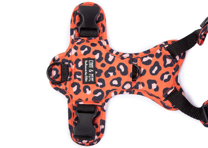 Hundegeschirr Leo Orange