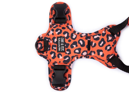 Hundegeschirr Leo Orange