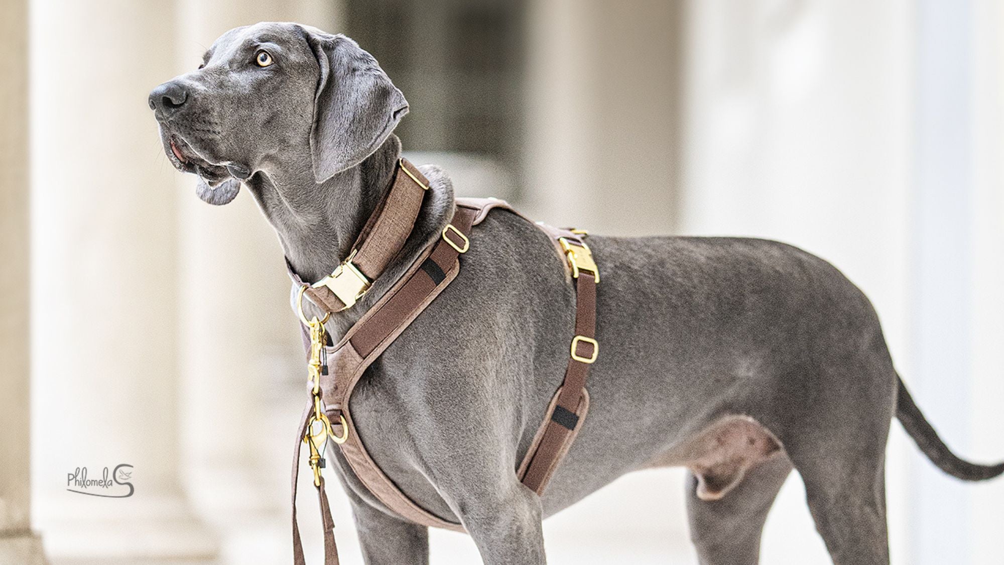 Großer Hund mit dem Wau-Move Hundegeschirr von Emmy & Pepe - sicherer Sitz am Brustkorb, Schulterblätter frei beweglich