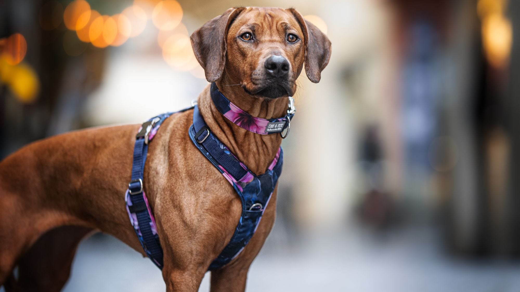 Y-förmige Konstruktion des Wau-Move Hundegeschirrs von Emmy & Pepe - Verbindungspunkt auf der Brust, Schulterblätter vollständig frei
