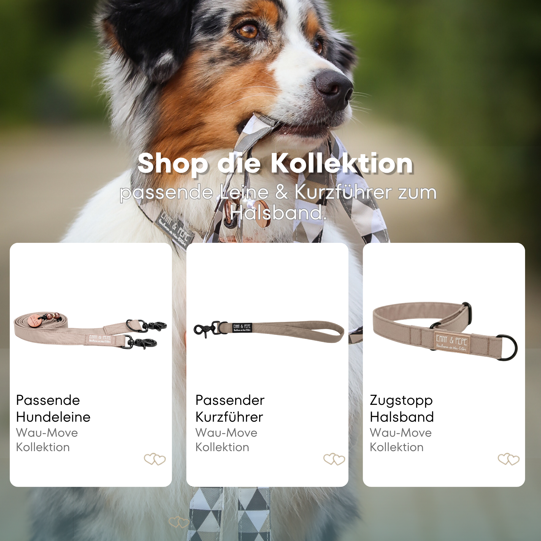 Australischer Shepherd mit gemustertem Fell hält eine passende Hundeleine im Maul. Über dem Bild steht der Text „Shop die Kollektion – passende Leine & Kurzführer zum Halsband“. Darunter werden drei Produkte der Wau-Move-Kollektion präsentiert: eine Hundeleine, ein Kurzführer und ein Zugstopp-Halsband in Creme.