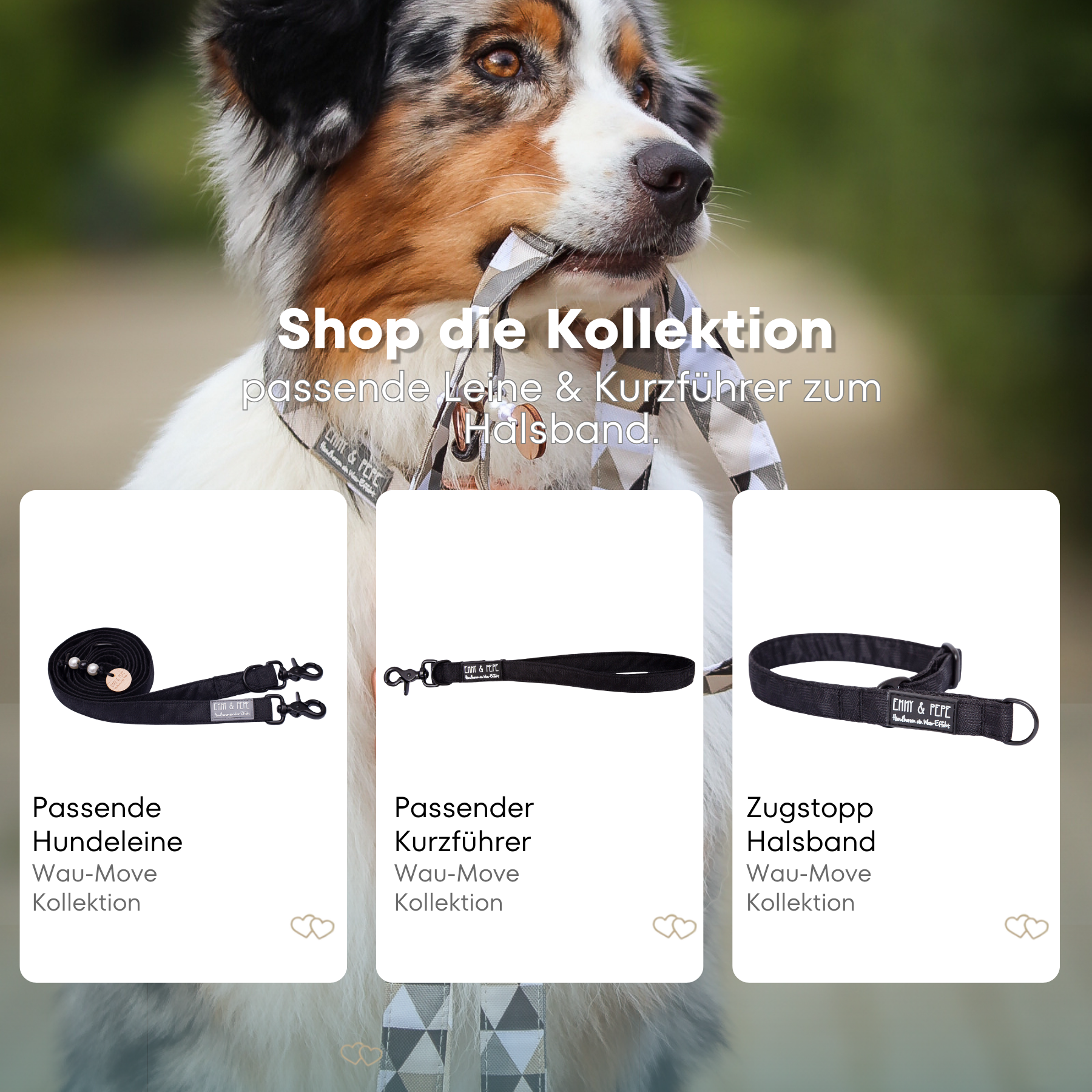 Australischer Shepherd mit gemustertem Fell hält eine passende Hundeleine im Maul. Über dem Bild steht der Text „Shop die Kollektion – passende Leine & Kurzführer zum Halsband“. Darunter werden drei Produkte der Wau-Move-Kollektion präsentiert: eine Hundeleine, ein Kurzführer und ein Zugstopp-Halsband in Schwarz.