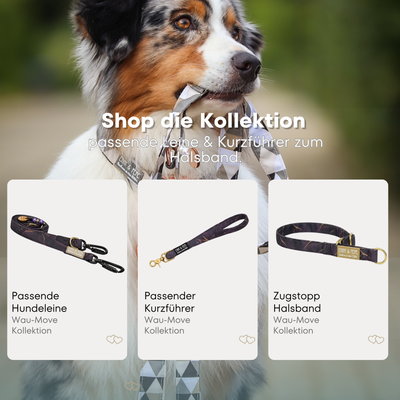 Australischer Shepherd mit gemustertem Fell hält eine passende Hundeleine im Maul. Über dem Bild steht der Text „Shop die Kollektion – passende Leine & Kurzführer zum Halsband“. Darunter werden drei Produkte der Wau-Move-Kollektion präsentiert: eine Hundeleine, ein Kurzführer und ein Zugstopp-Halsband.