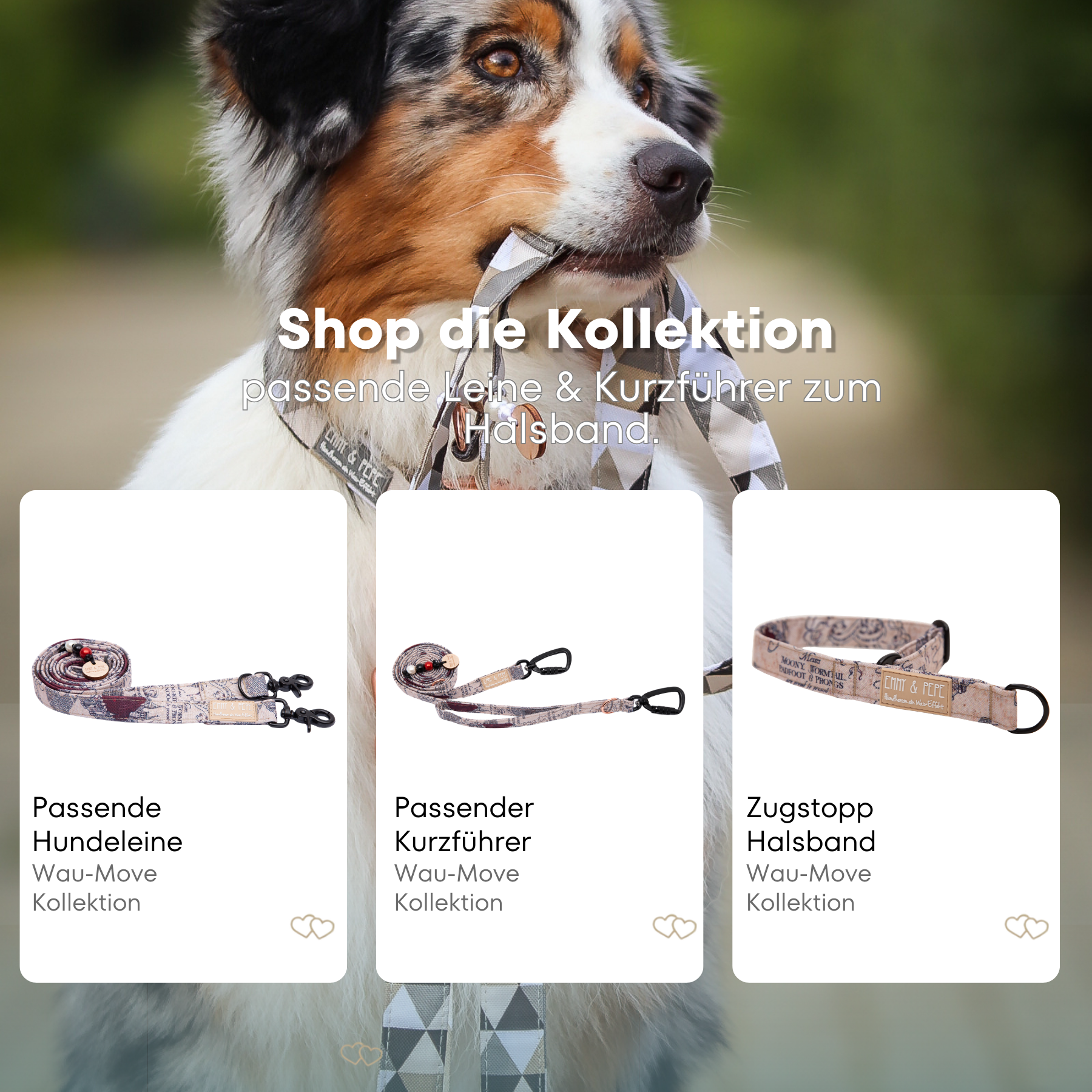 Australischer Shepherd mit gemustertem Fell hält eine passende Hundeleine im Maul. Über dem Bild steht der Text „Shop die Kollektion – passende Leine & Kurzführer zum Halsband“. Darunter werden drei Produkte der Wau-Move-Kollektion präsentiert: eine Hundeleine, eine Hundeleine mit Kurzführer und ein Zugstopp-Halsband in hellem Muster.