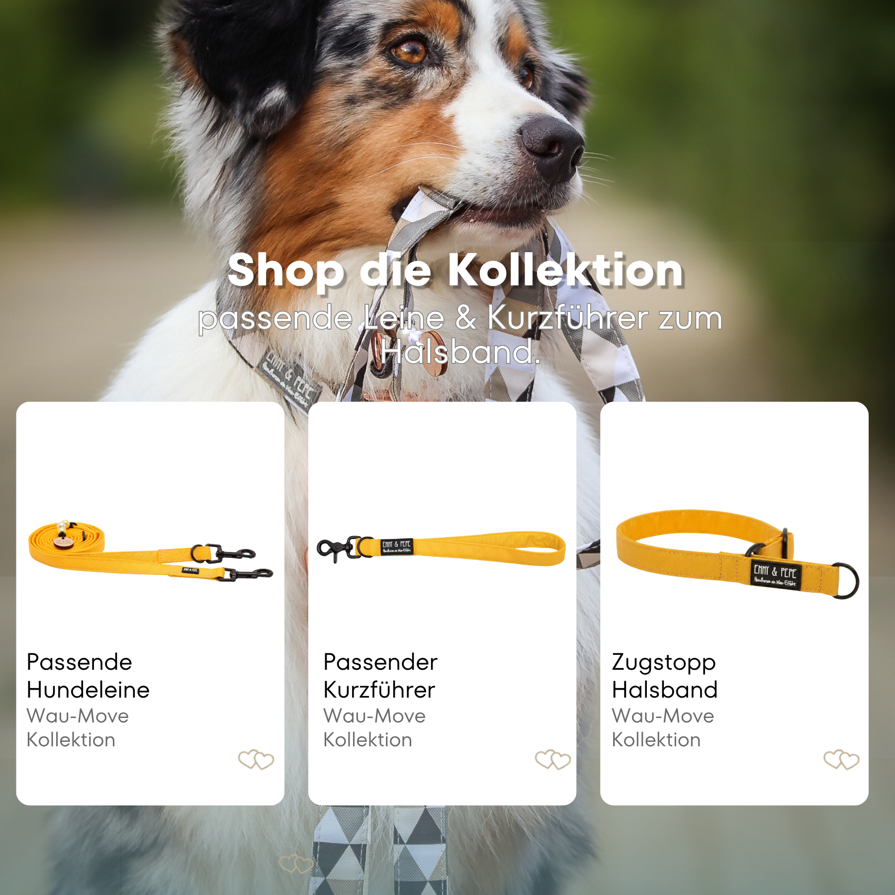Australischer Shepherd mit gemustertem Fell hält eine passende Hundeleine im Maul. Über dem Bild steht der Text „Shop die Kollektion – passende Leine & Kurzführer zum Halsband“. Darunter werden drei Produkte der Wau-Move-Kollektion präsentiert: eine Hundeleine, ein Kurzführer und ein Zugstopp-Halsband in einem sattem Gelb.