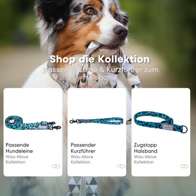Australischer Shepherd mit gemustertem Fell hält eine passende Hundeleine im Maul. Über dem Bild steht der Text „Shop die Kollektion – passende Leine & Kurzführer zum Halsband“. Darunter werden drei Produkte der Wau-Move-Kollektion präsentiert: eine Hundeleine, ein Kurzführer und ein Zugstopp-Halsband in blauem Leomuster.